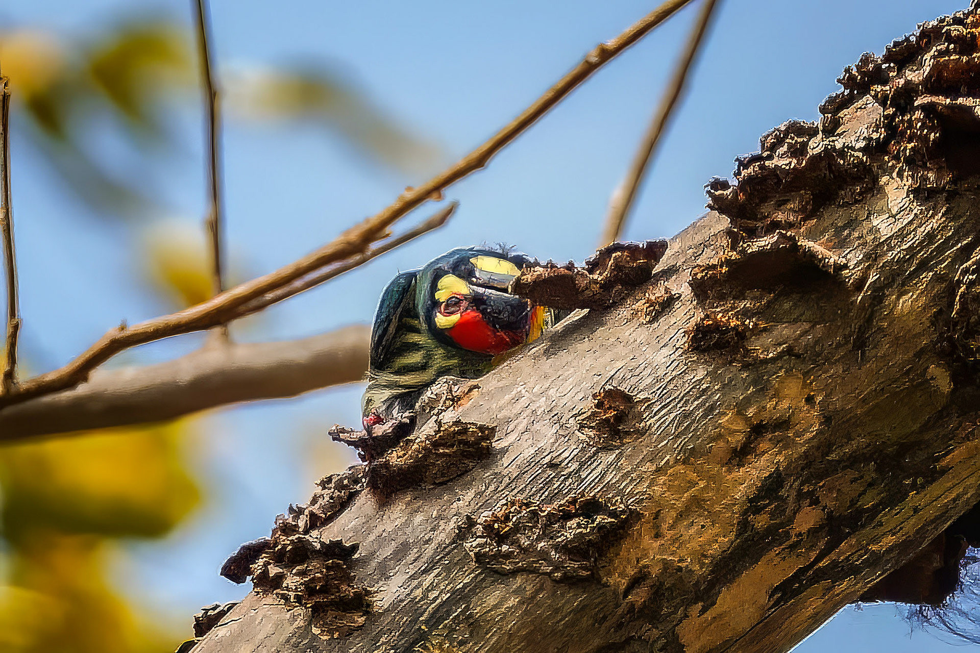 Kupferschmied-Bartvogel