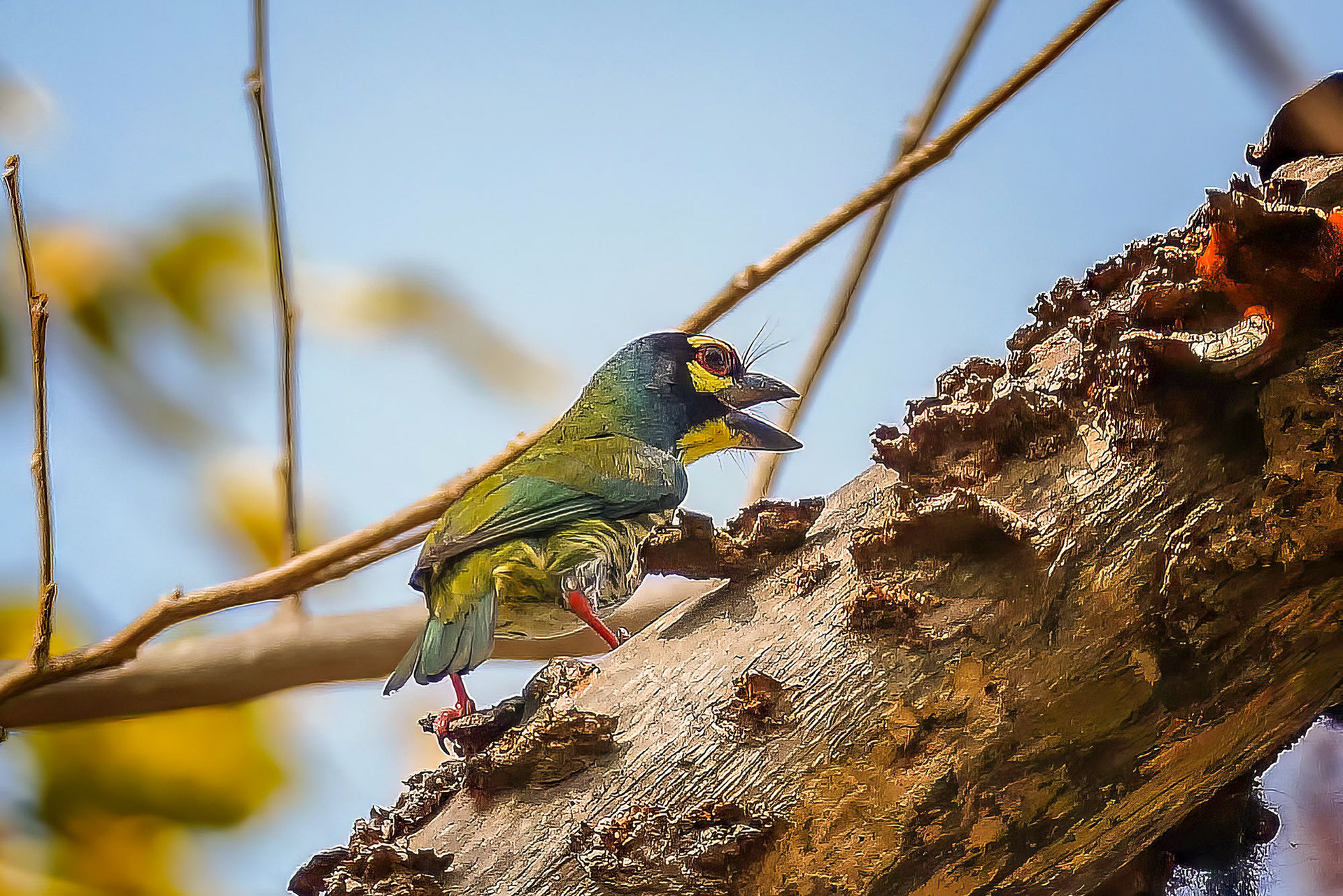 Kupferschmied-Bartvogel
