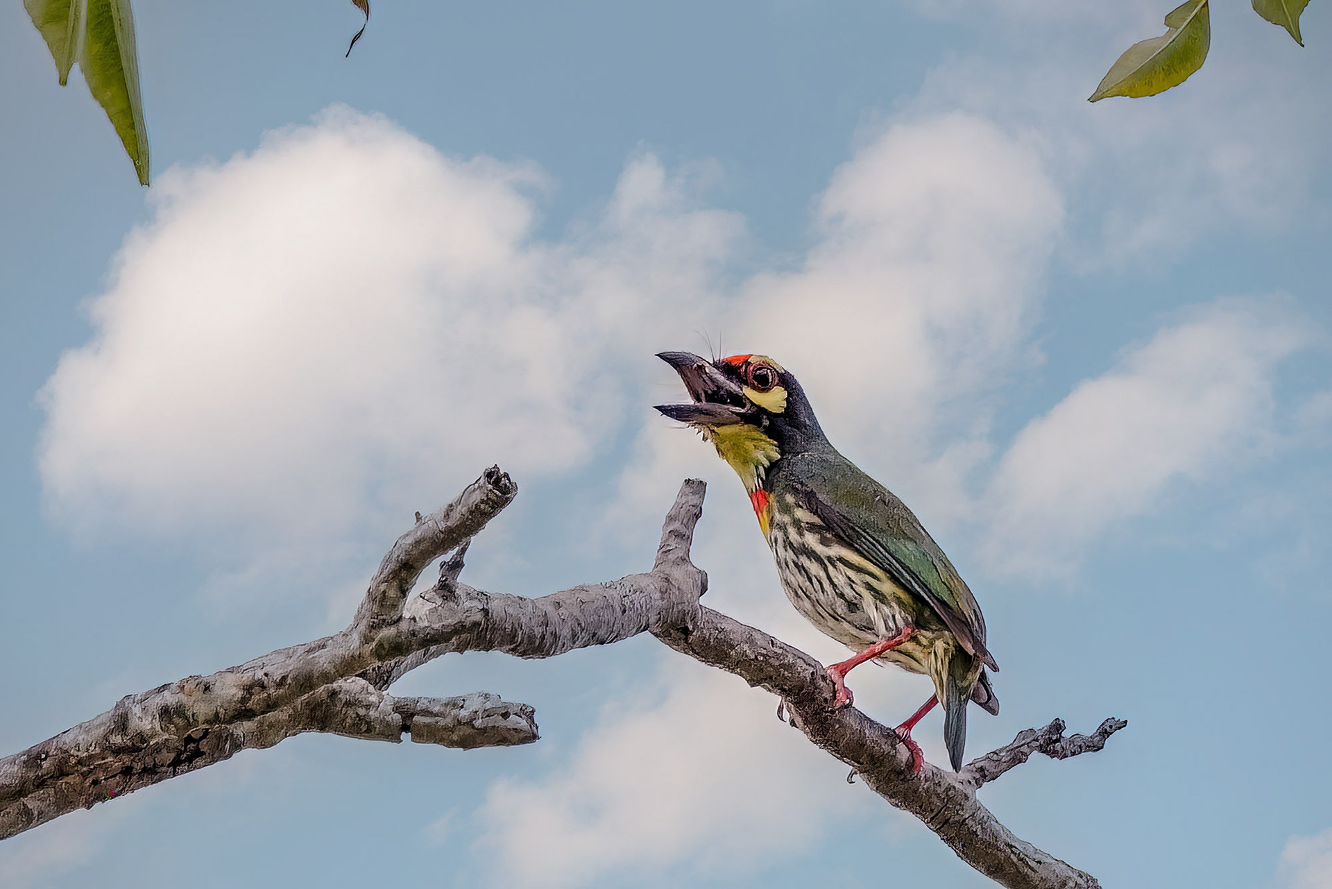 Kupferschmied-Bartvogel