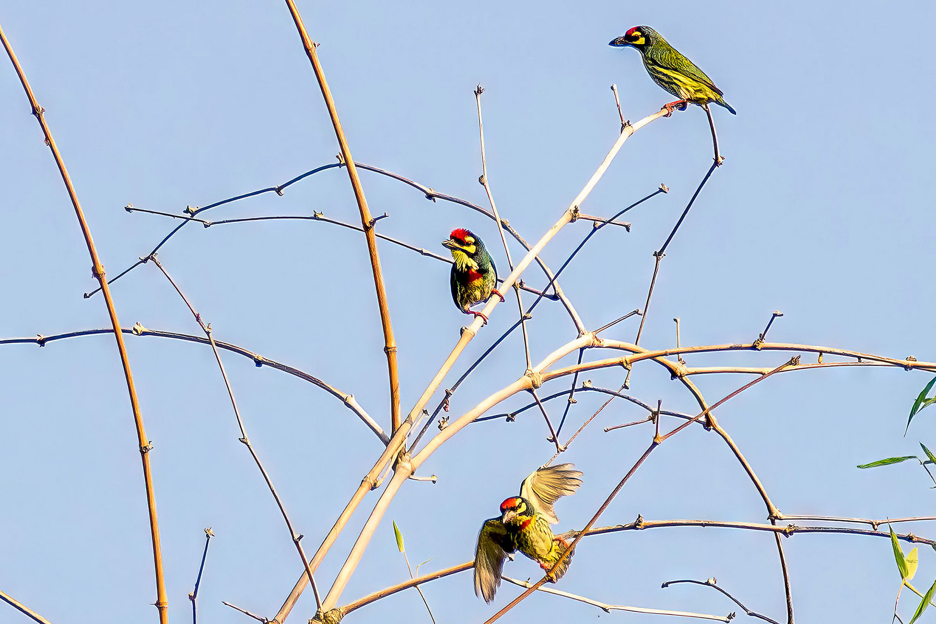 Kupferschmied-Bartvogel