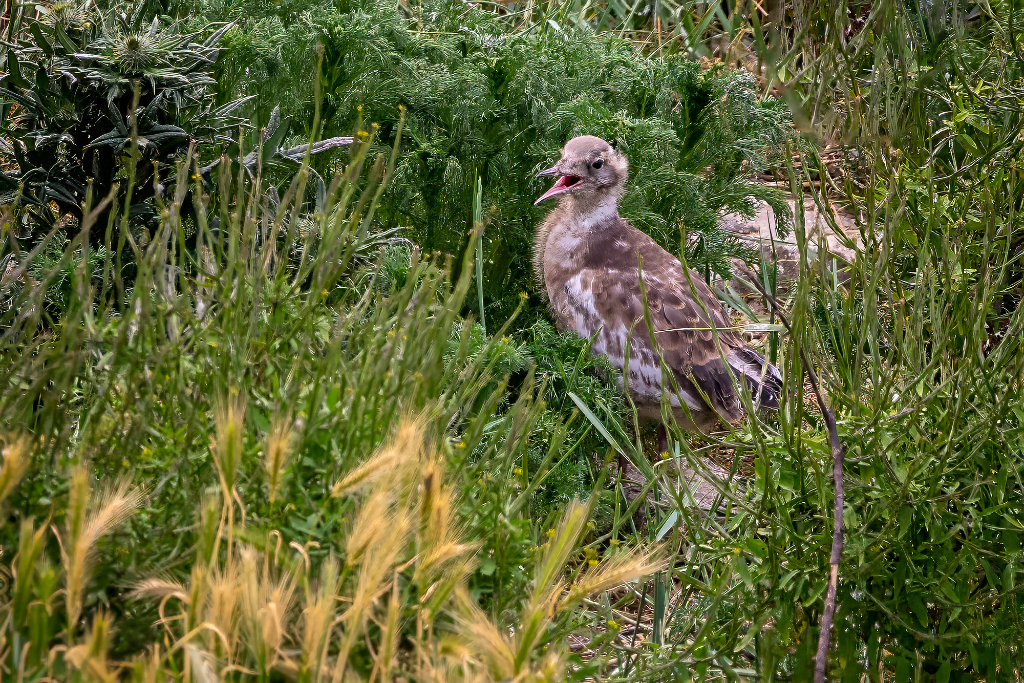 juvenile