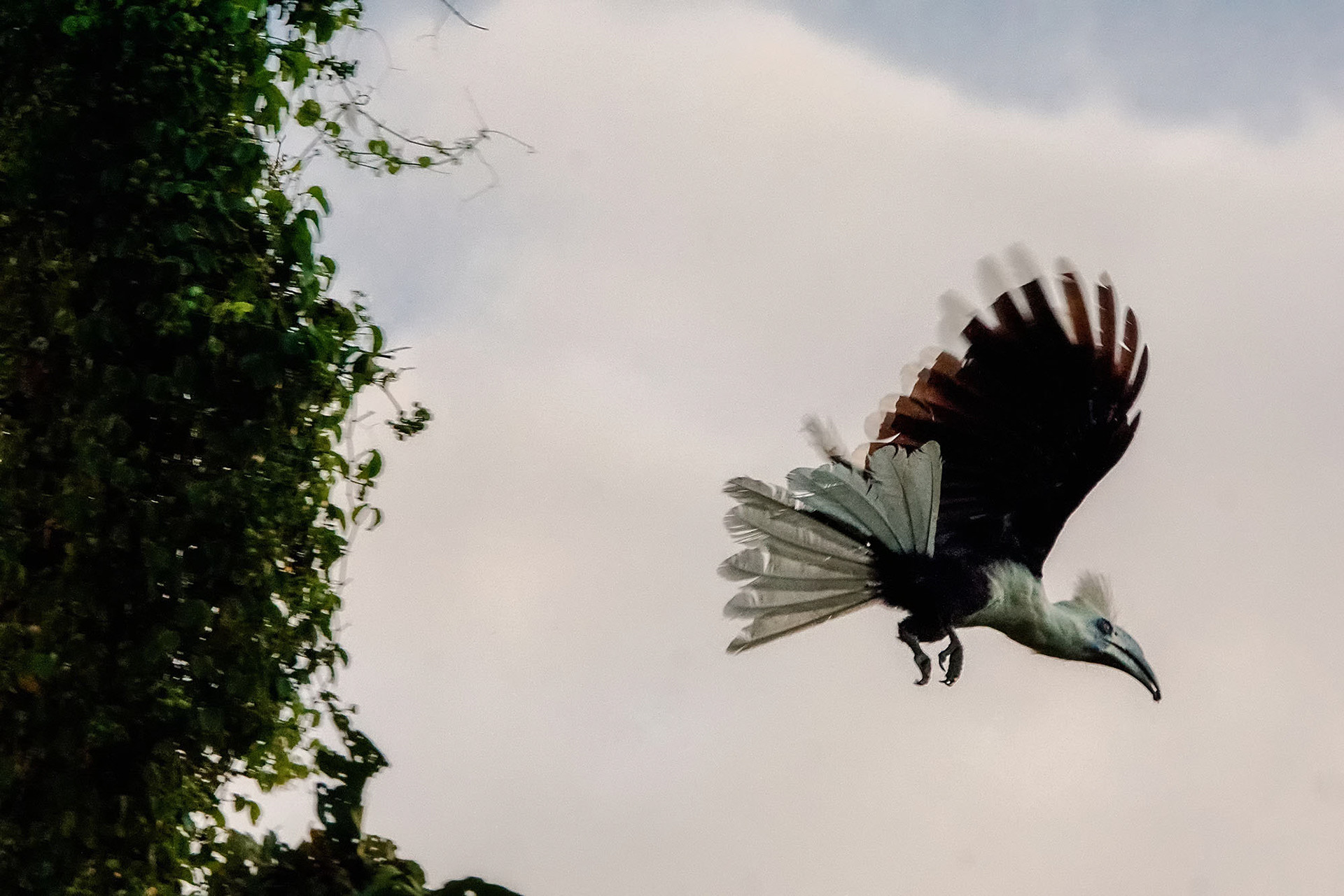 Langschopf-Hornvogel