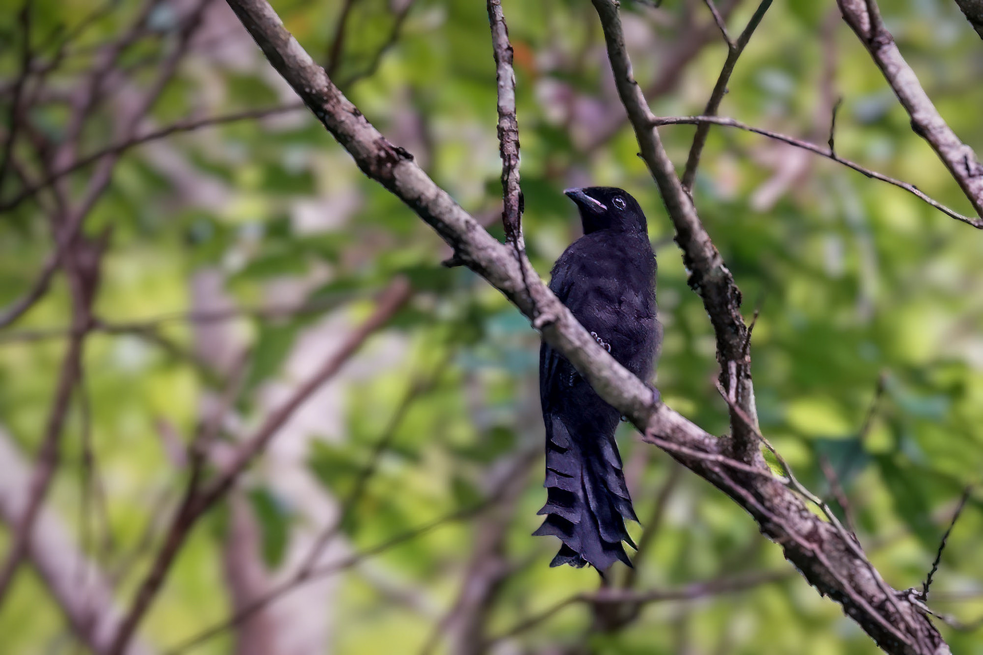 juvenile