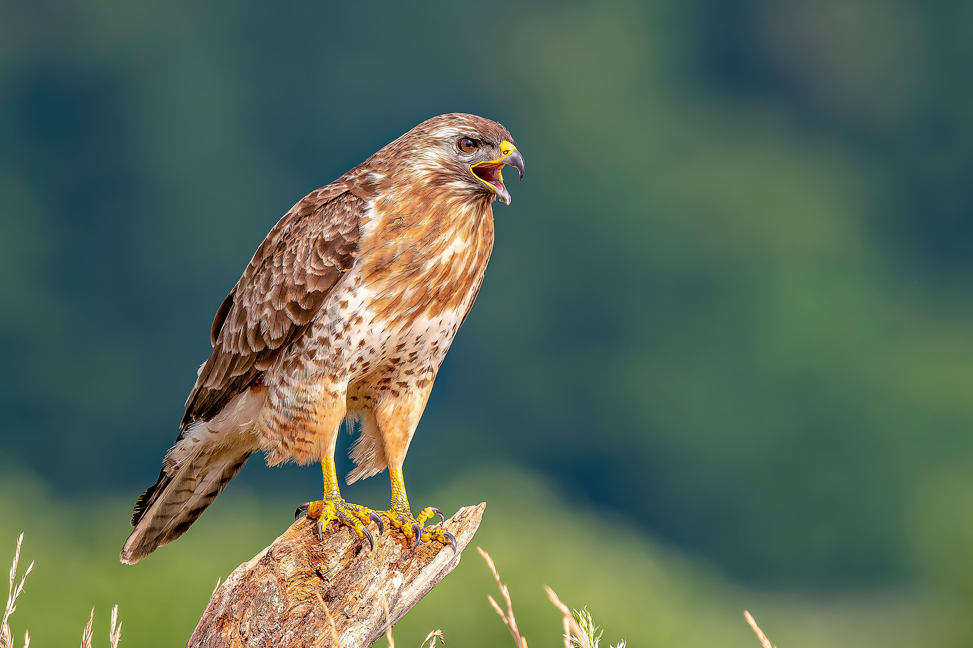 Mäusebussard