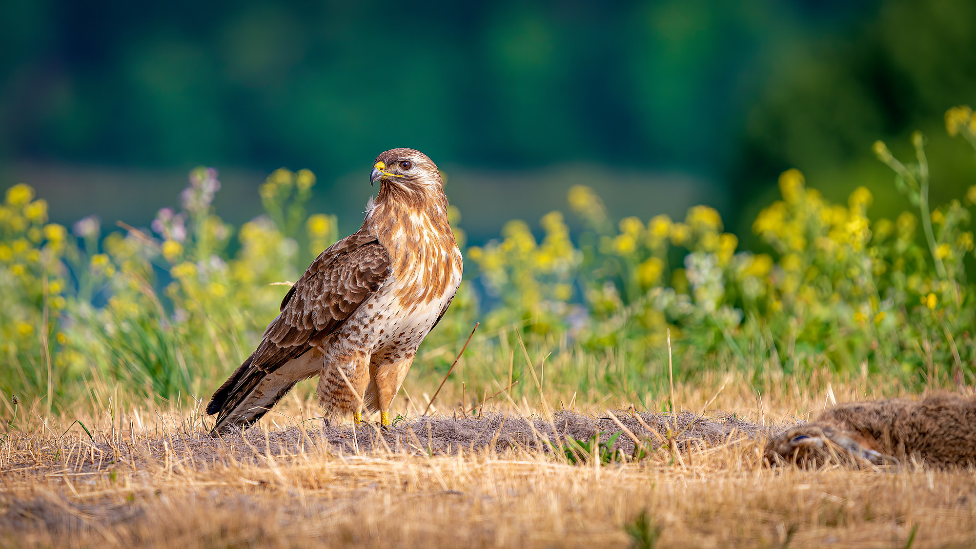 Mäusebussard