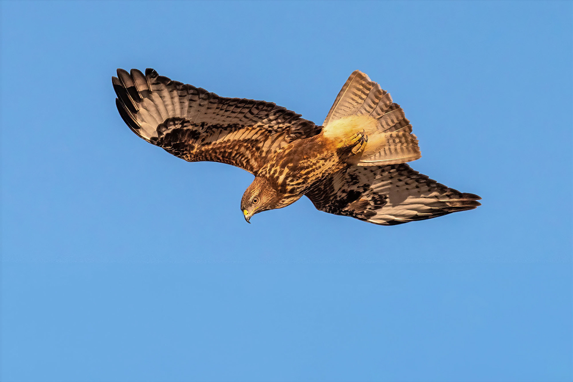 Mäusebussard