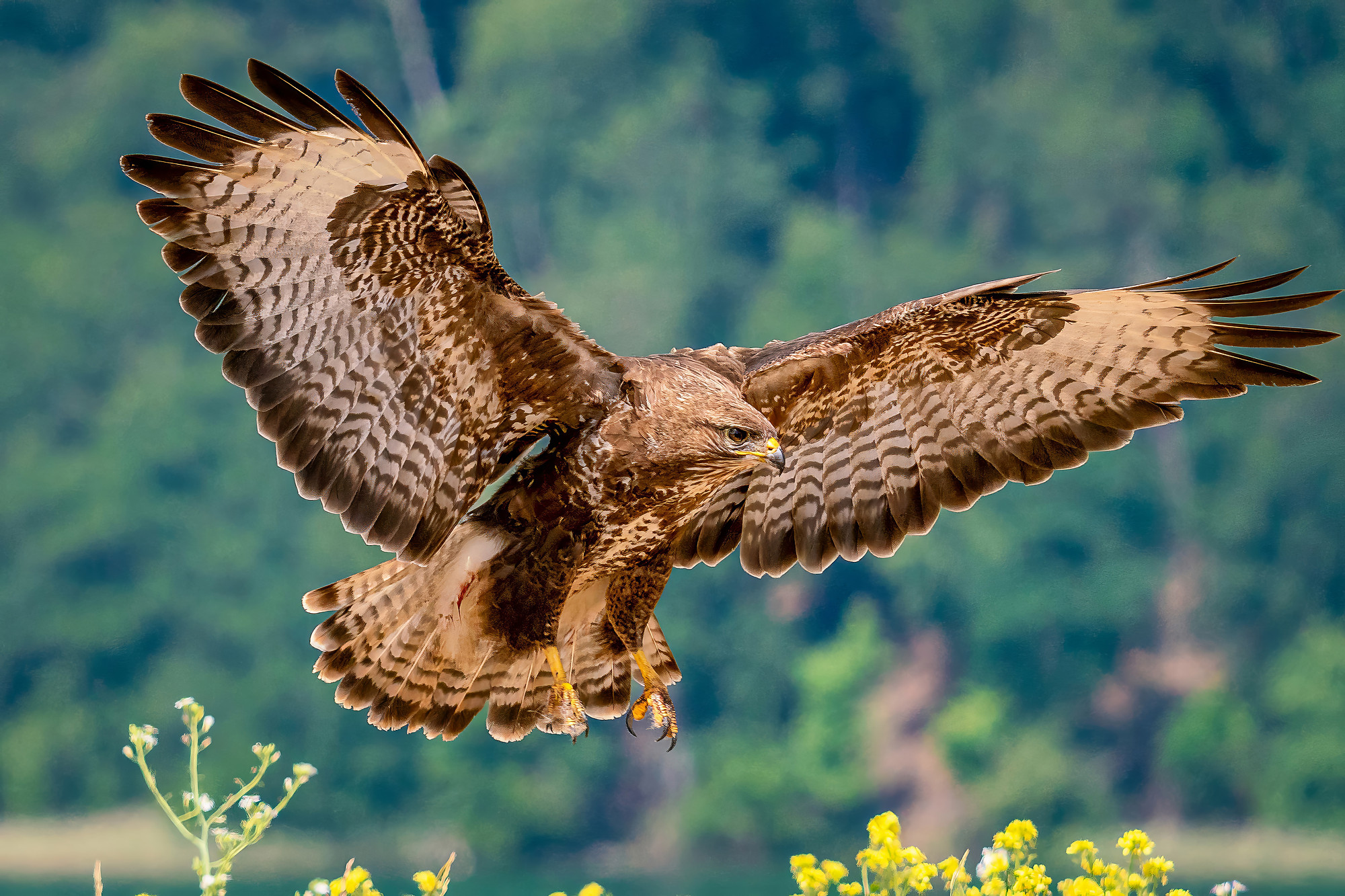 Mäusebussard