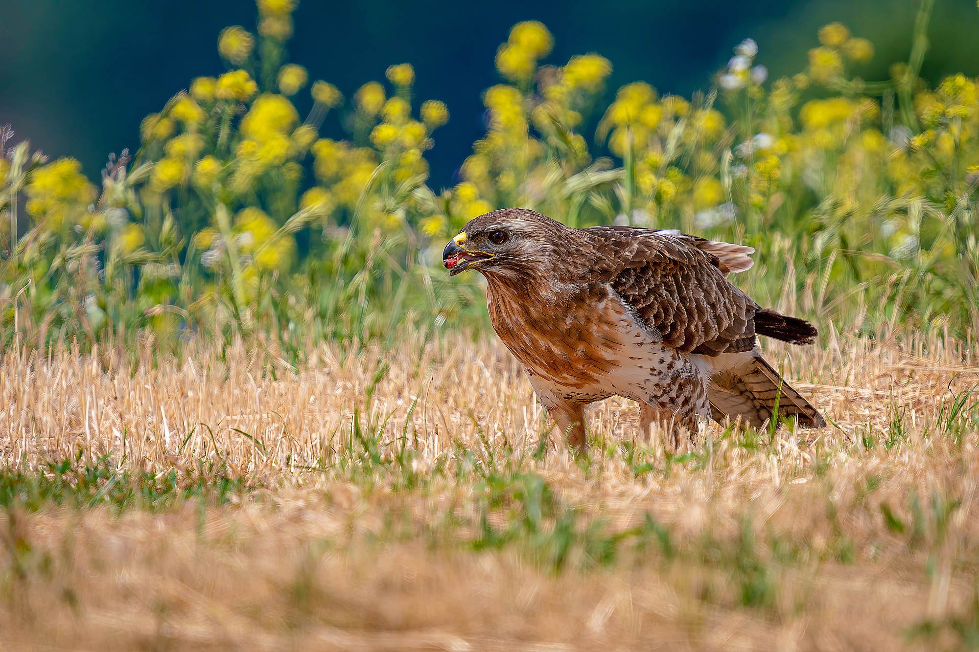 Mäusebussard