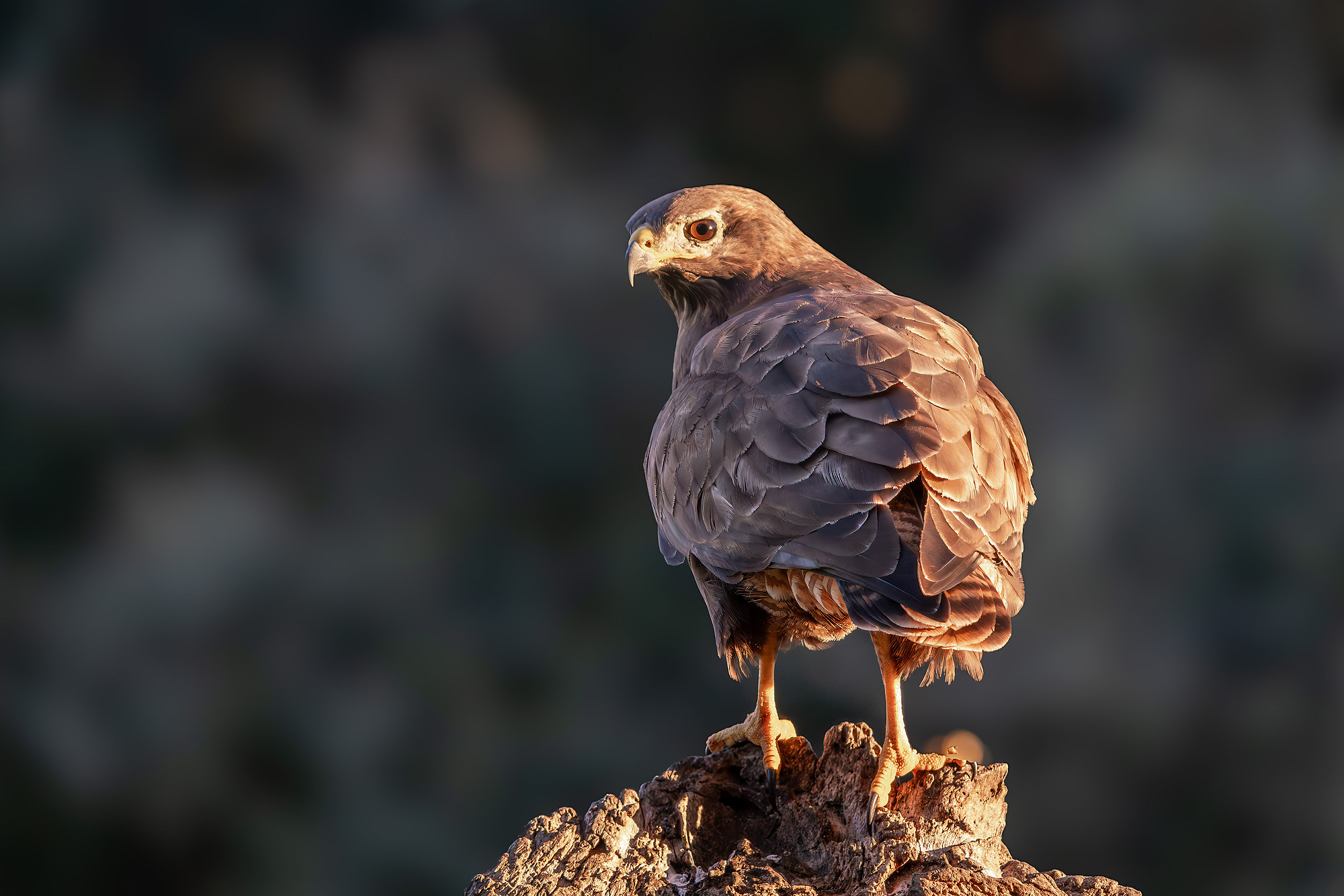 Mäusebussard
