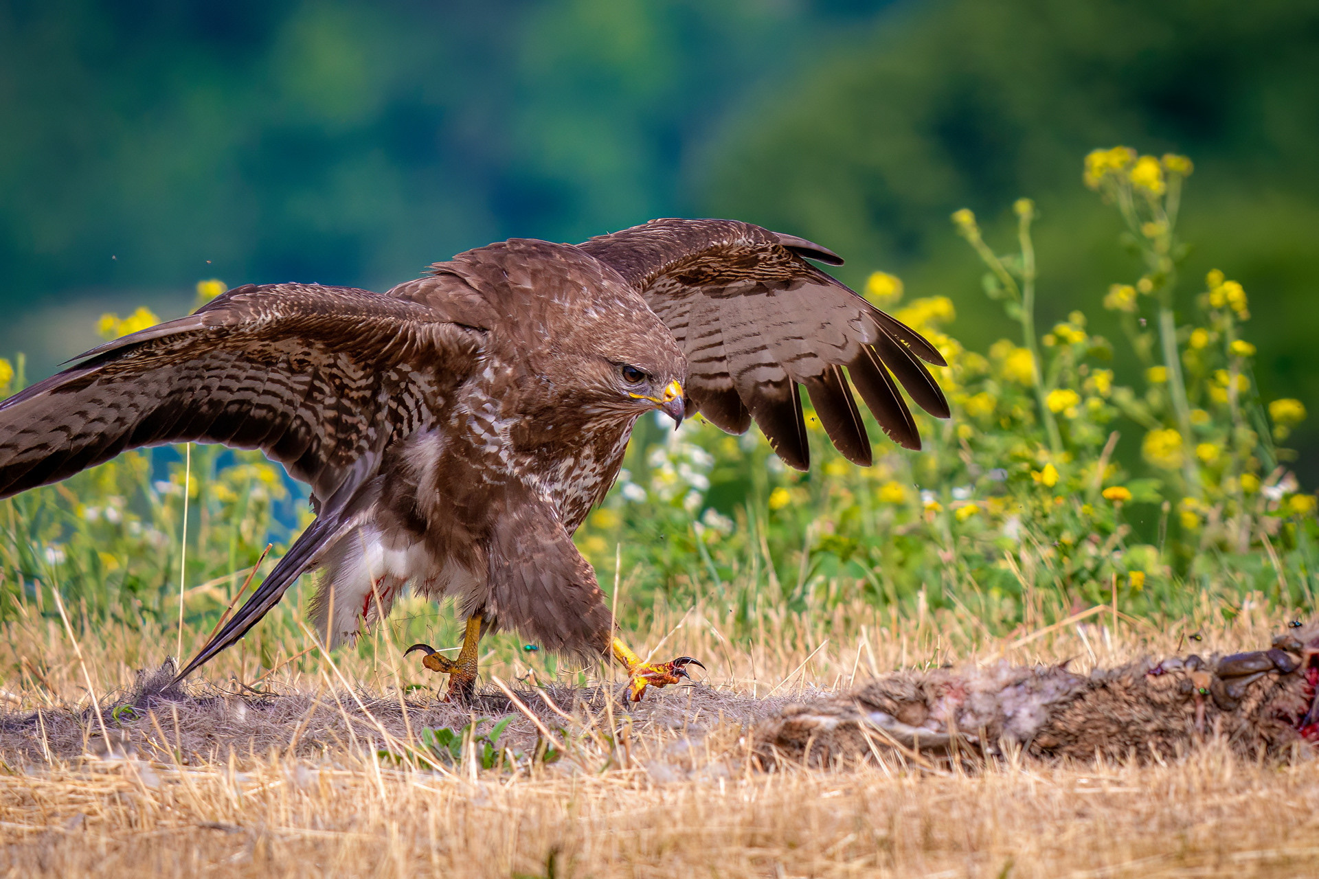 Mäusebussard
