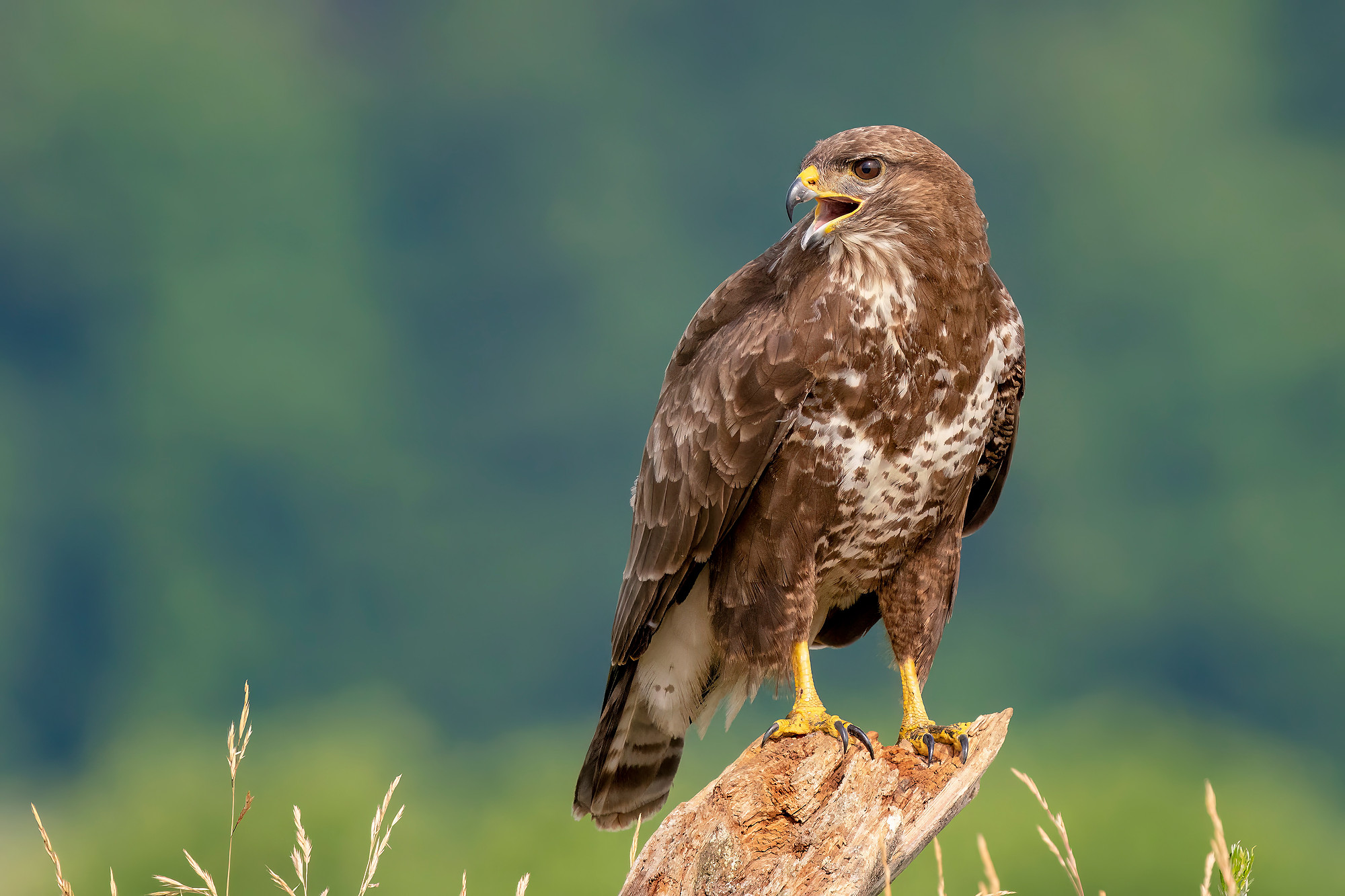 Mäusebussard