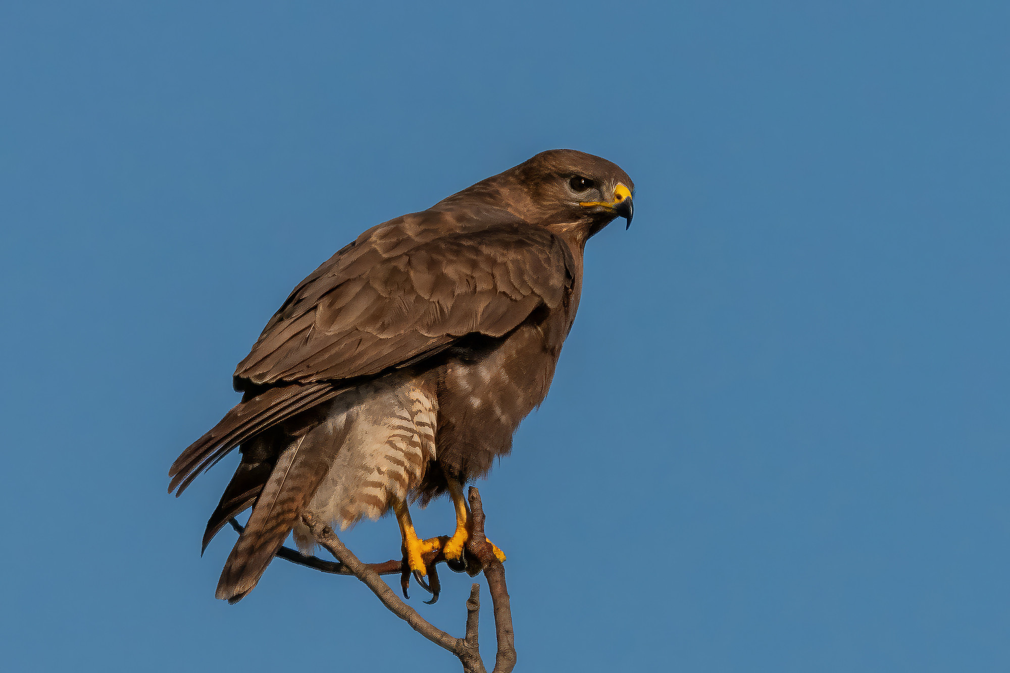 Mäusebussard