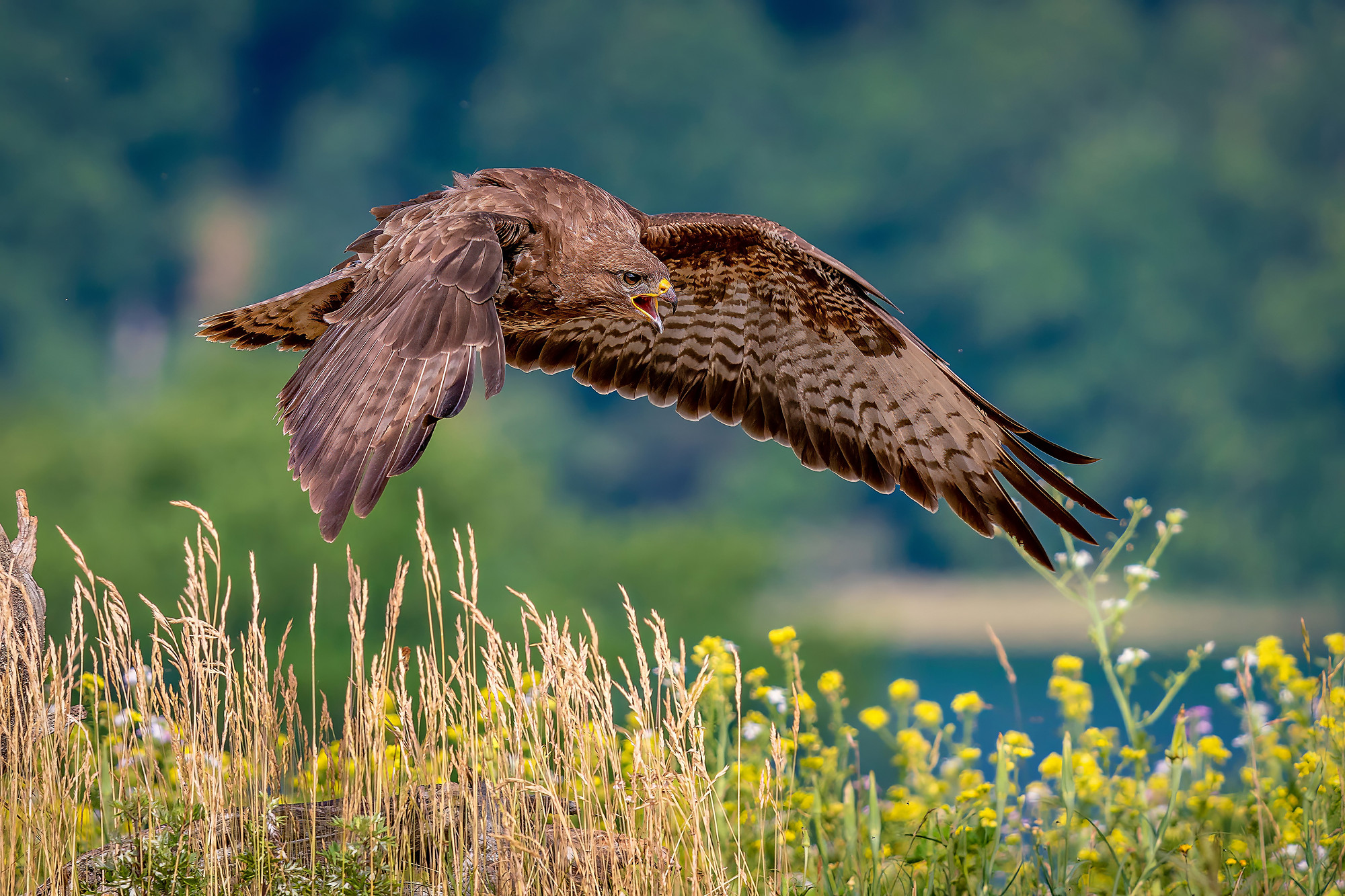 Mäusebussard