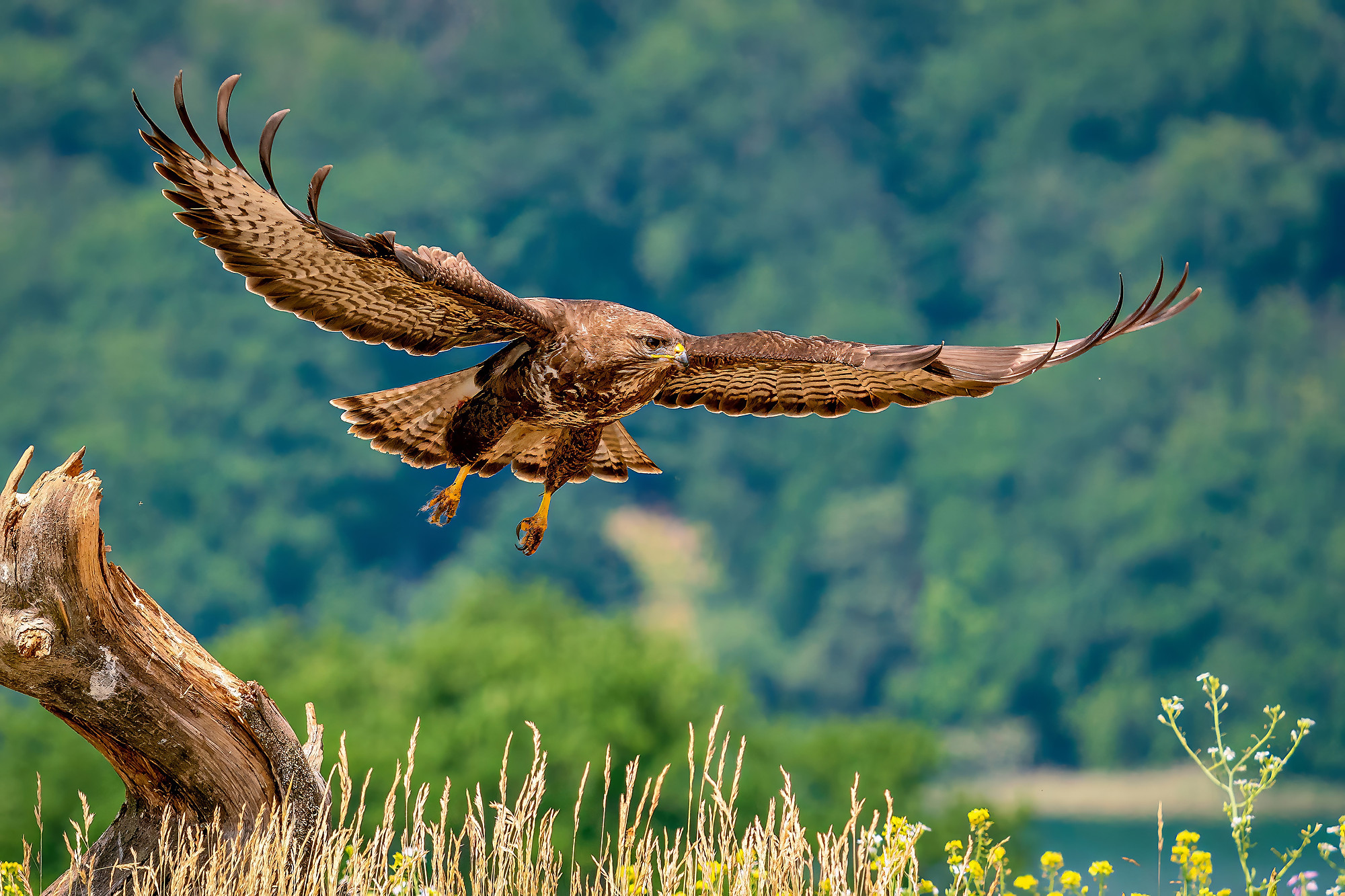Mäusebussard