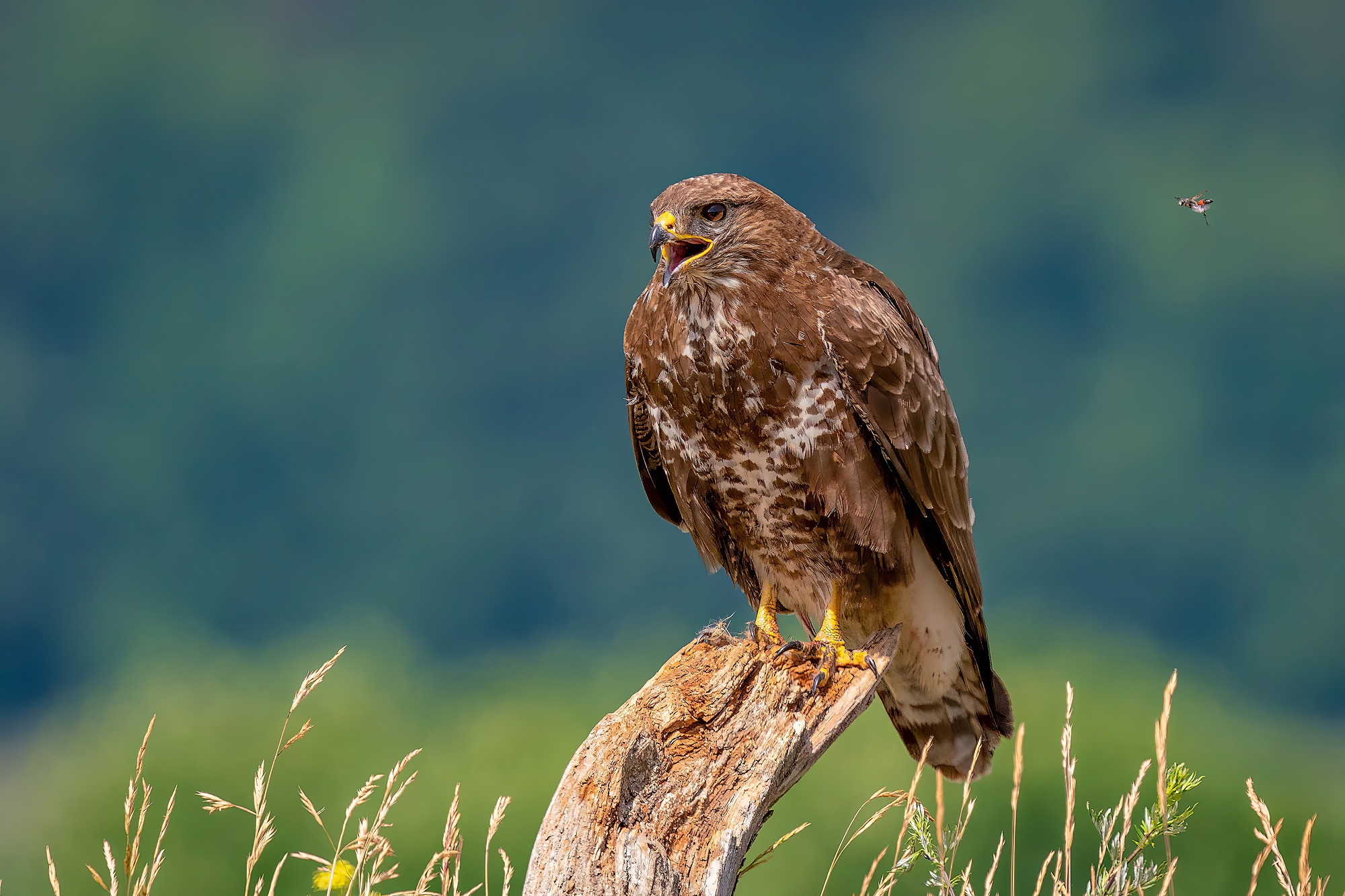 Mäusebussard