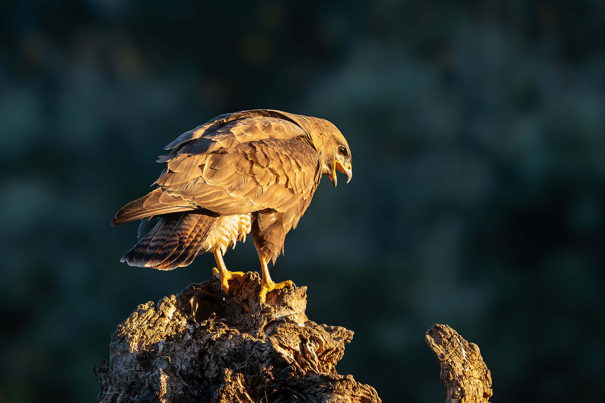 Mäusebussard