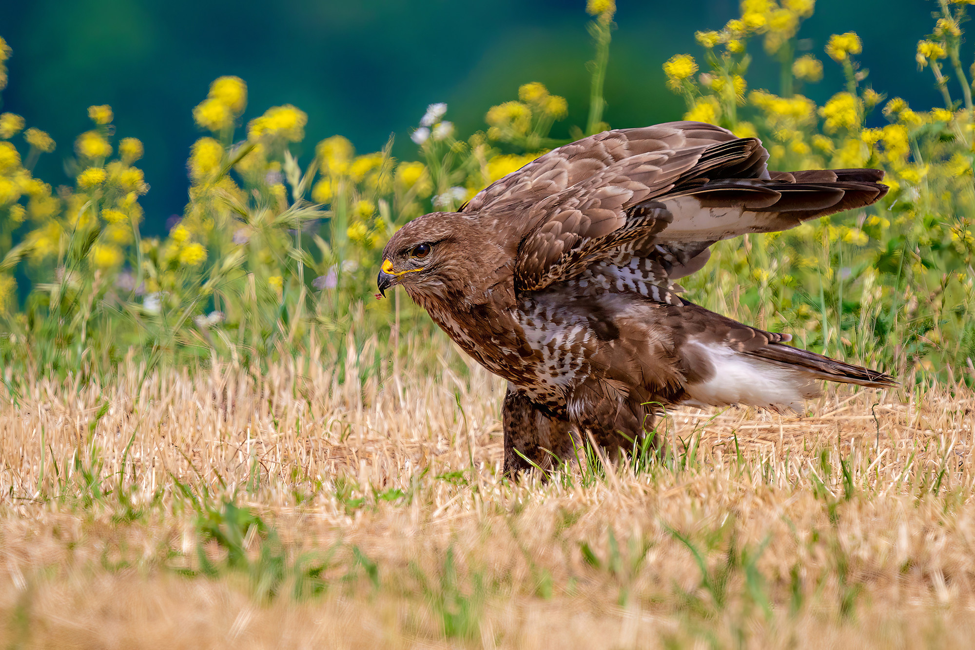 Mäusebussard