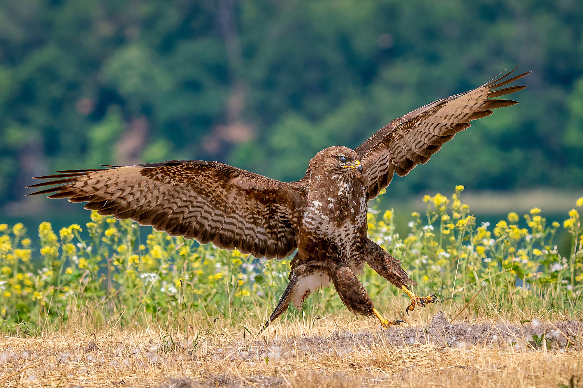 Mäusebussard
