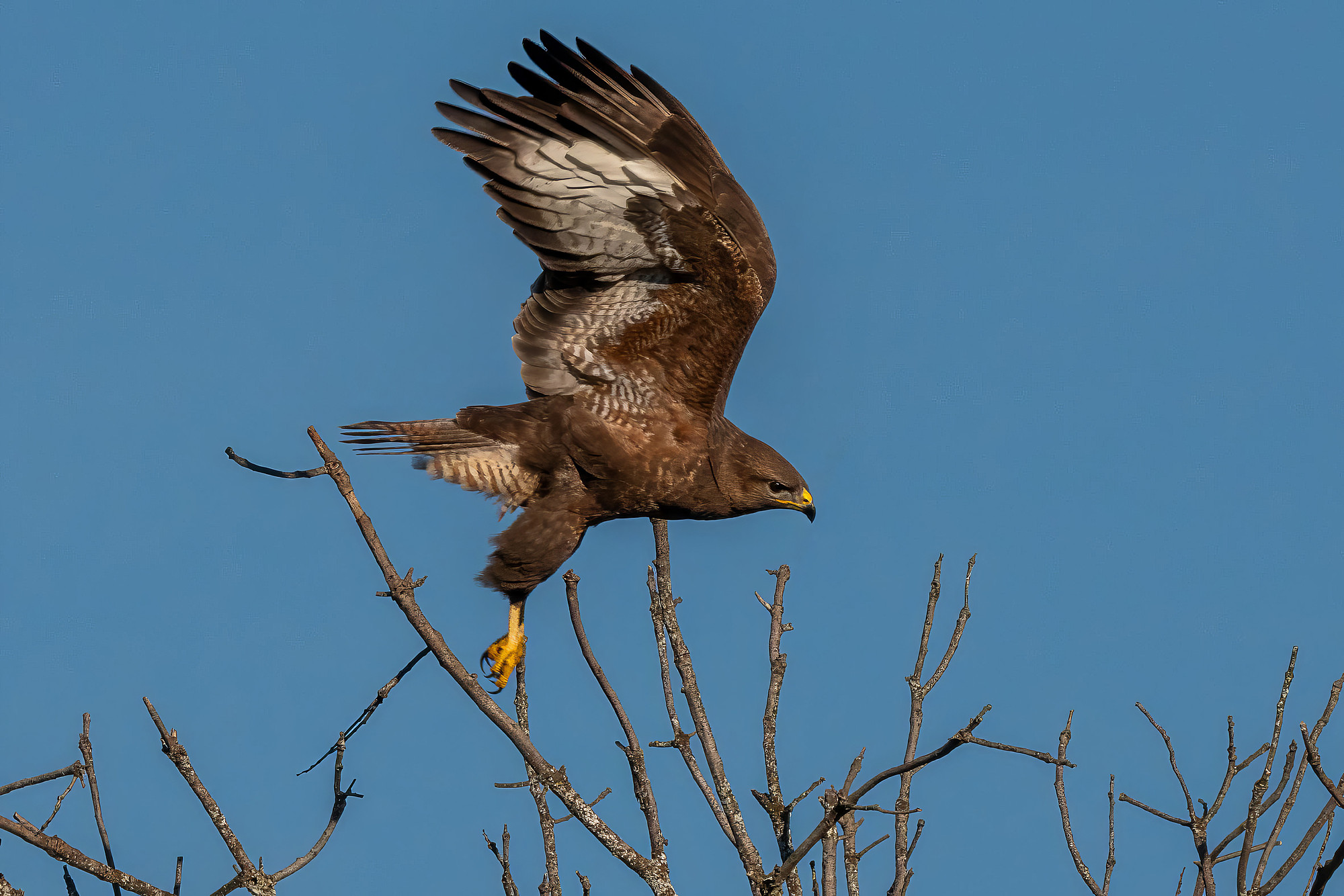 Mäusebussard