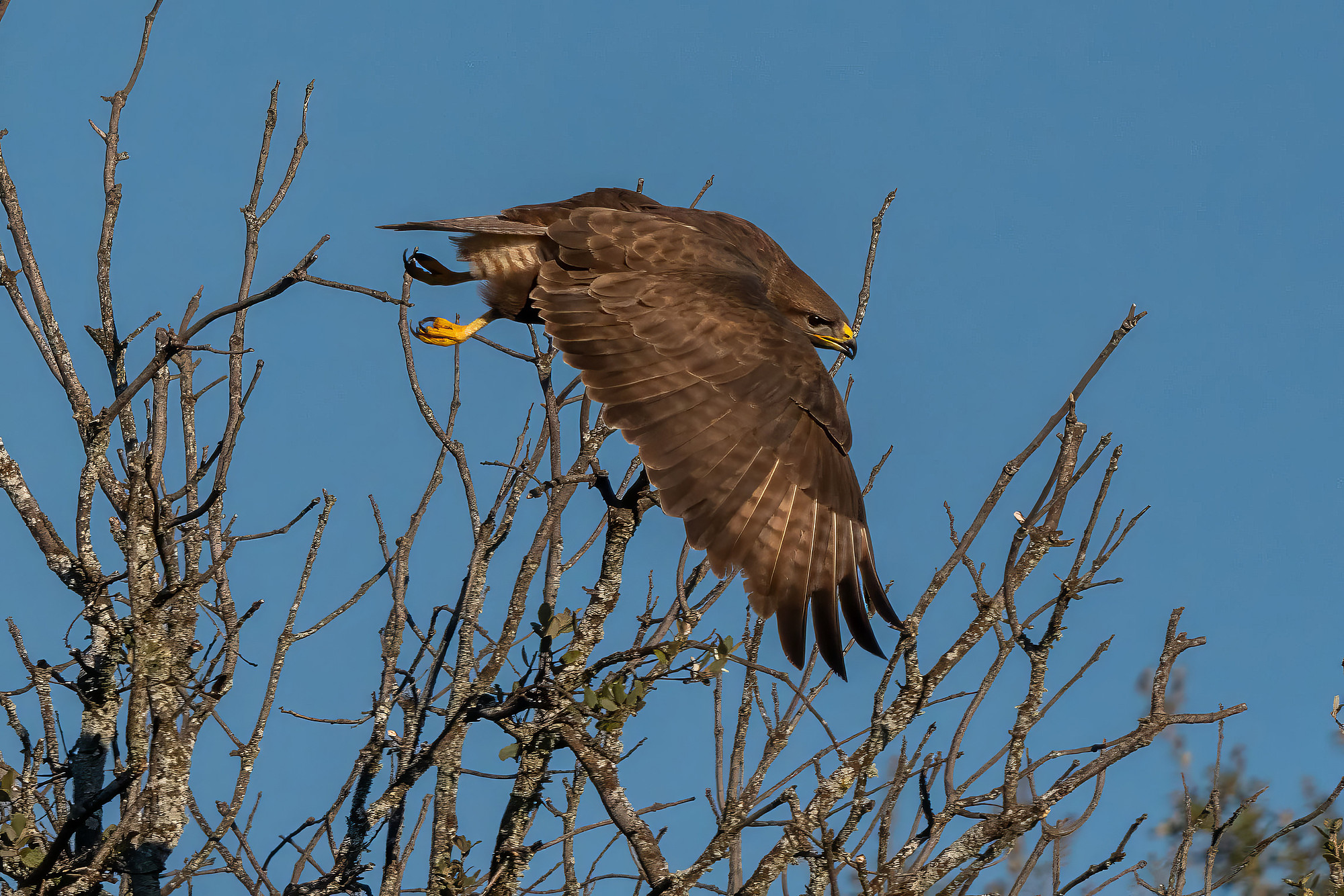 Mäusebussard