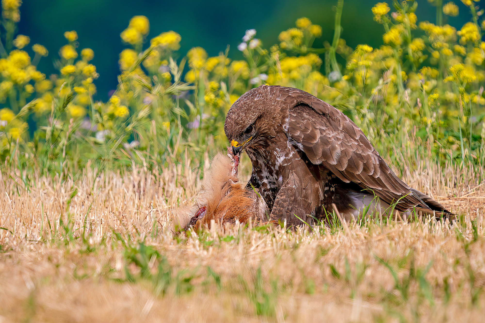Mäusebussard