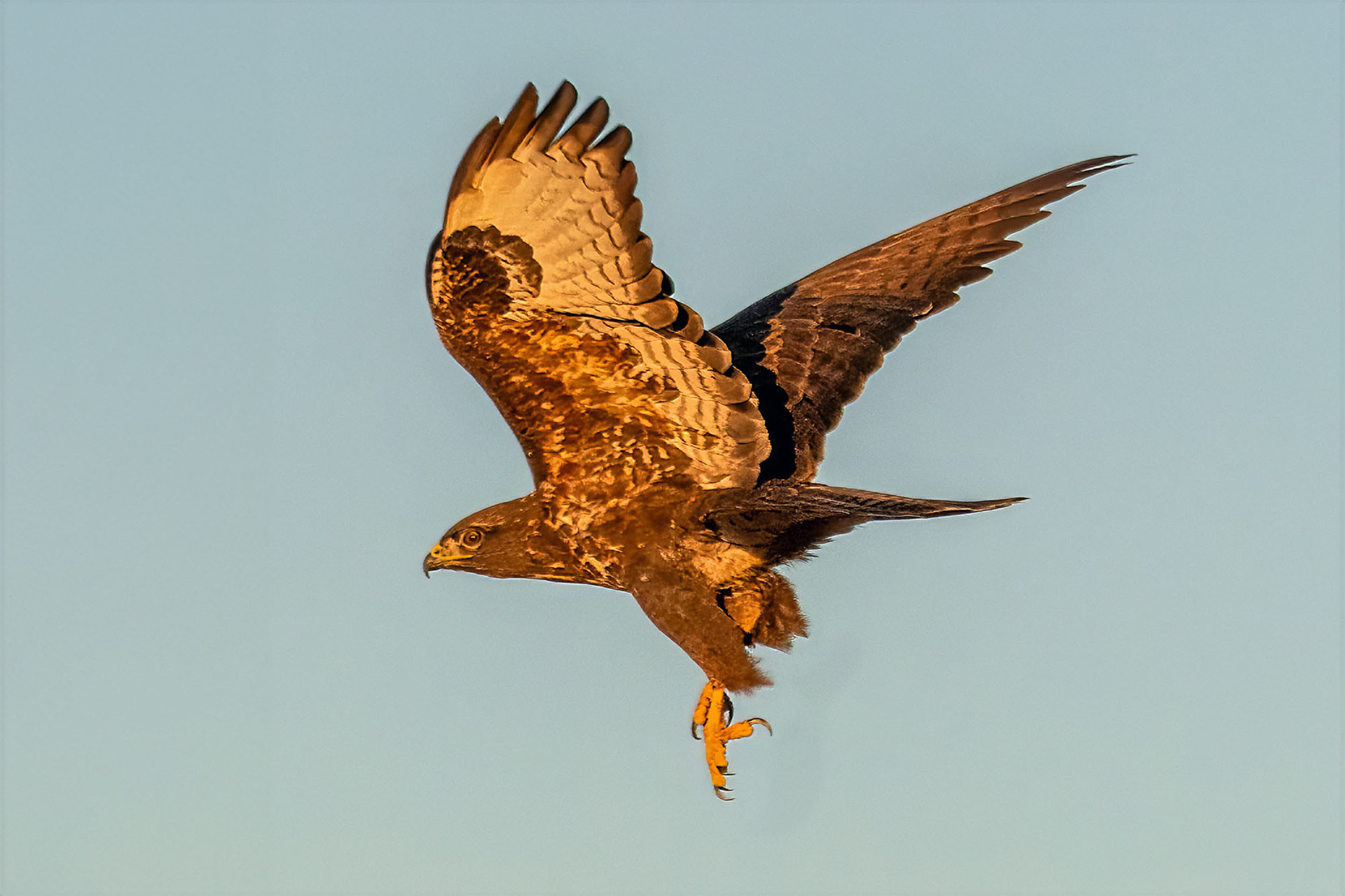 Mäusebussard