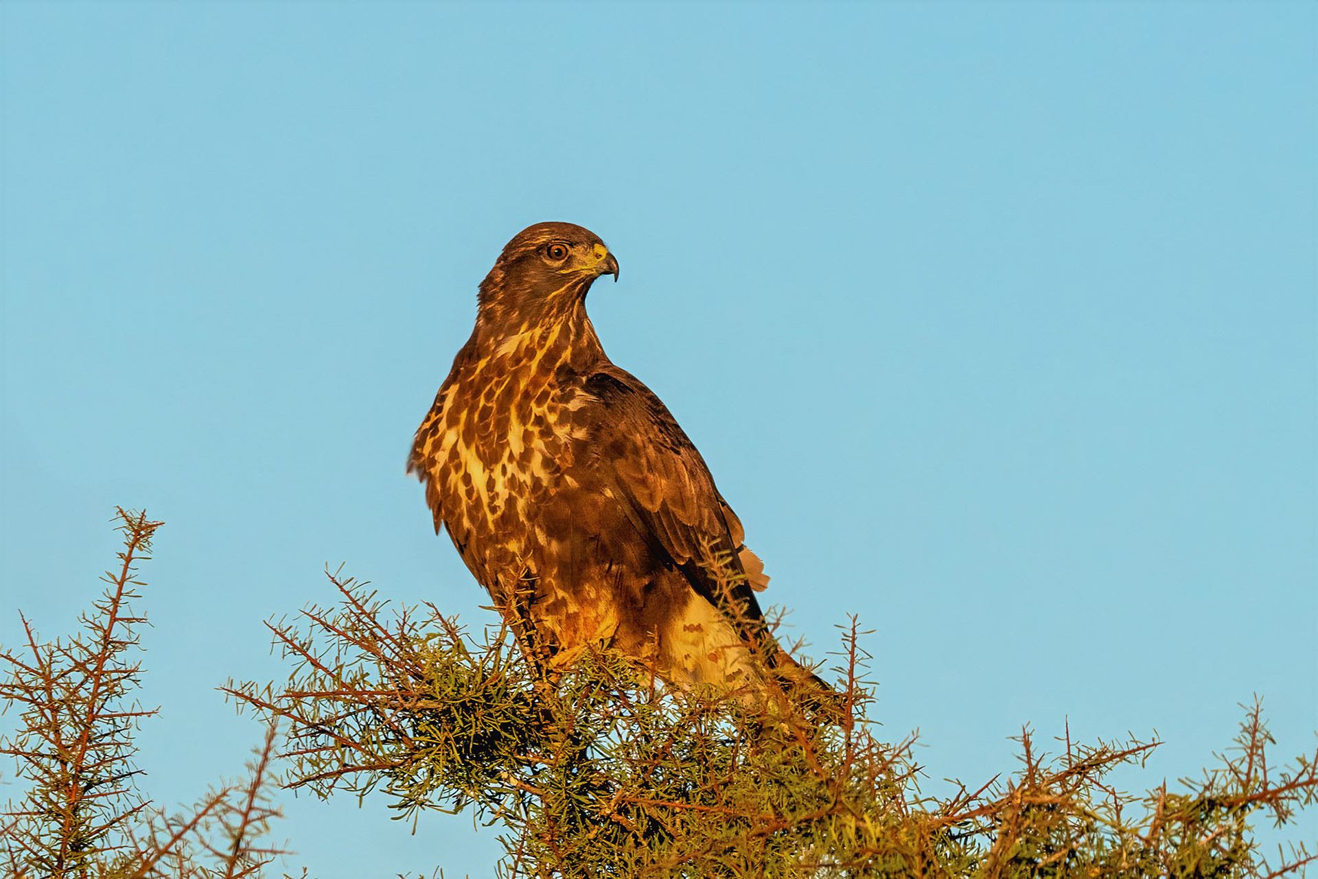 Mäusebussard