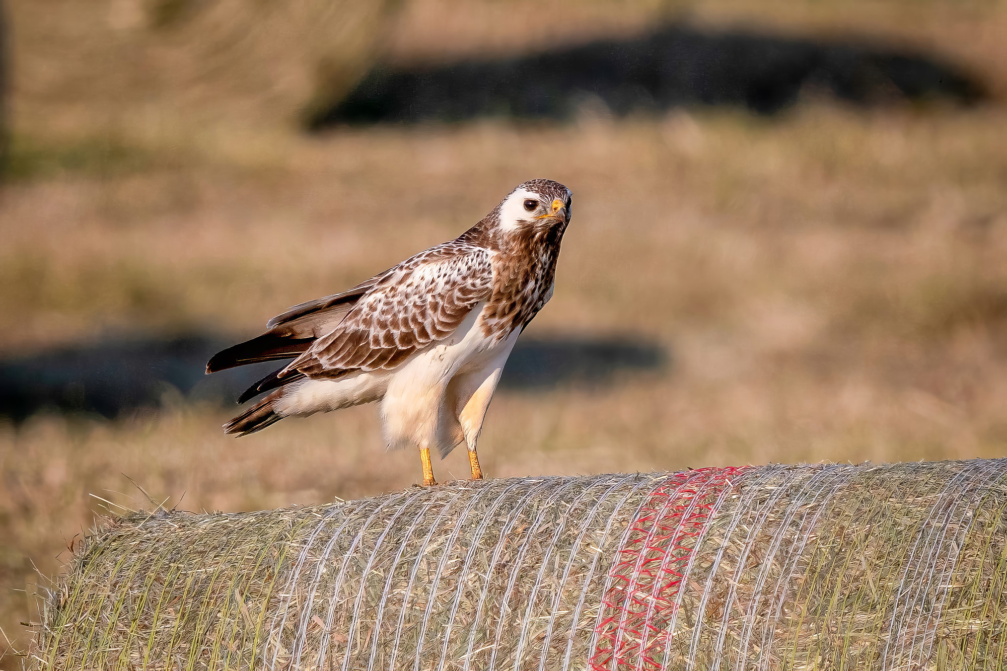 Mäusebussard