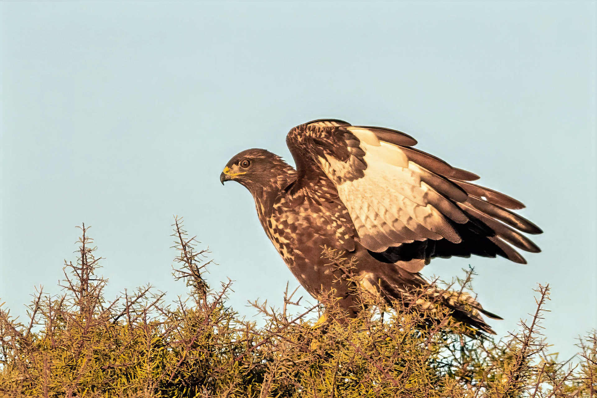 Mäusebussard