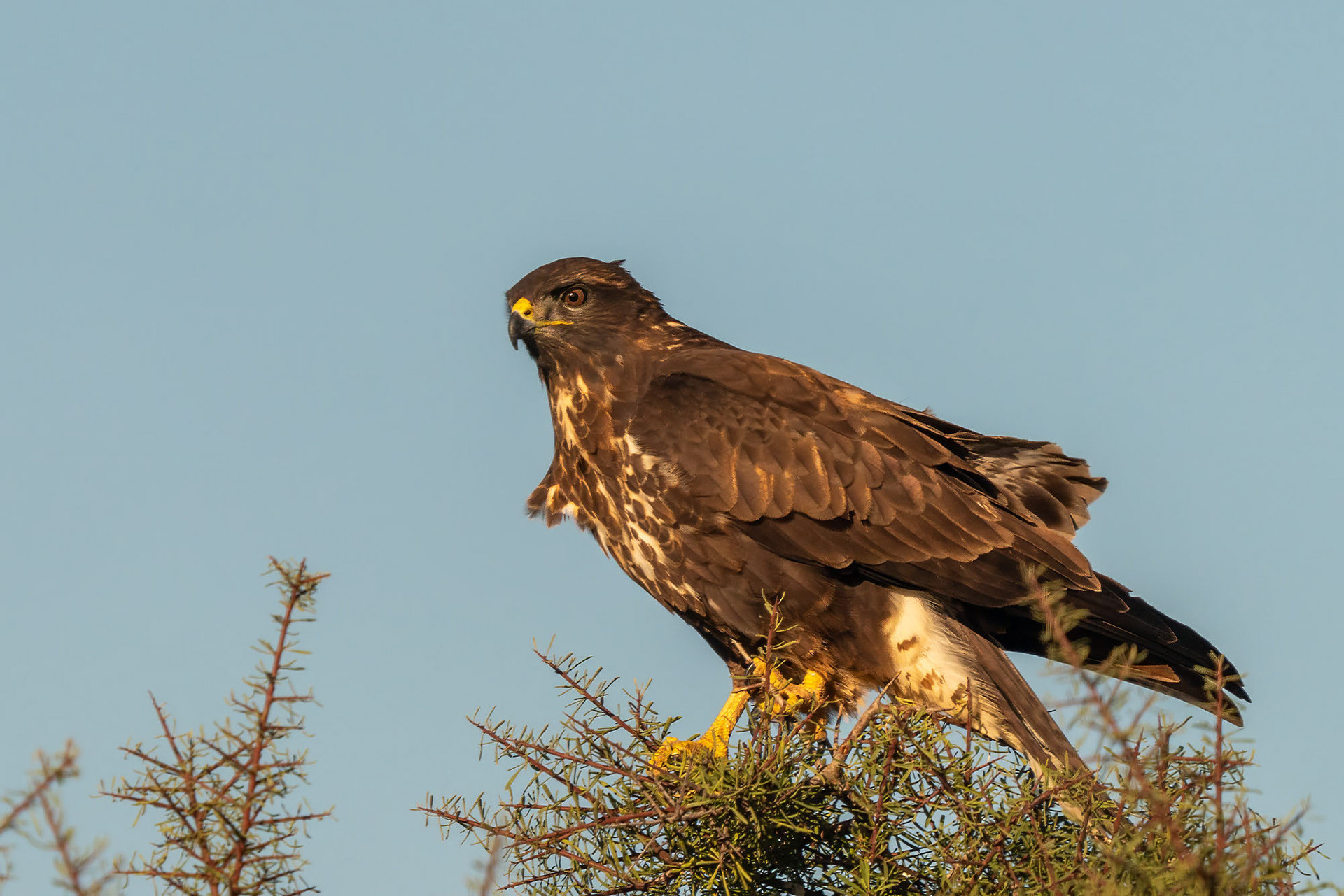 Mäusebussard