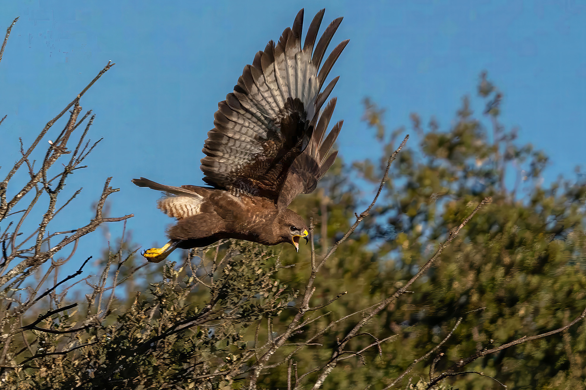 Mäusebussard