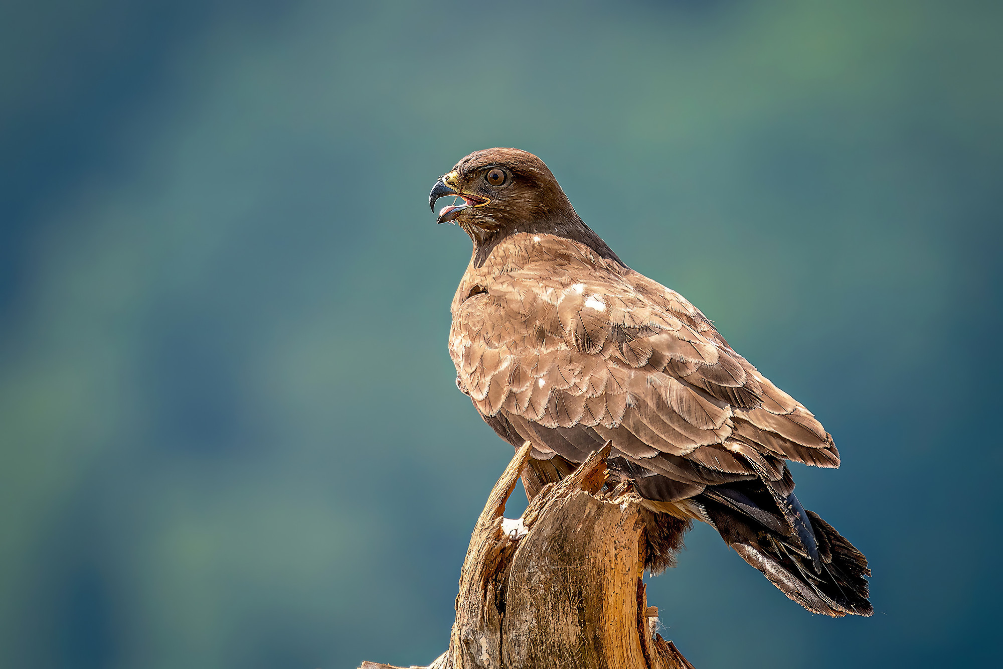 Mäusebussard