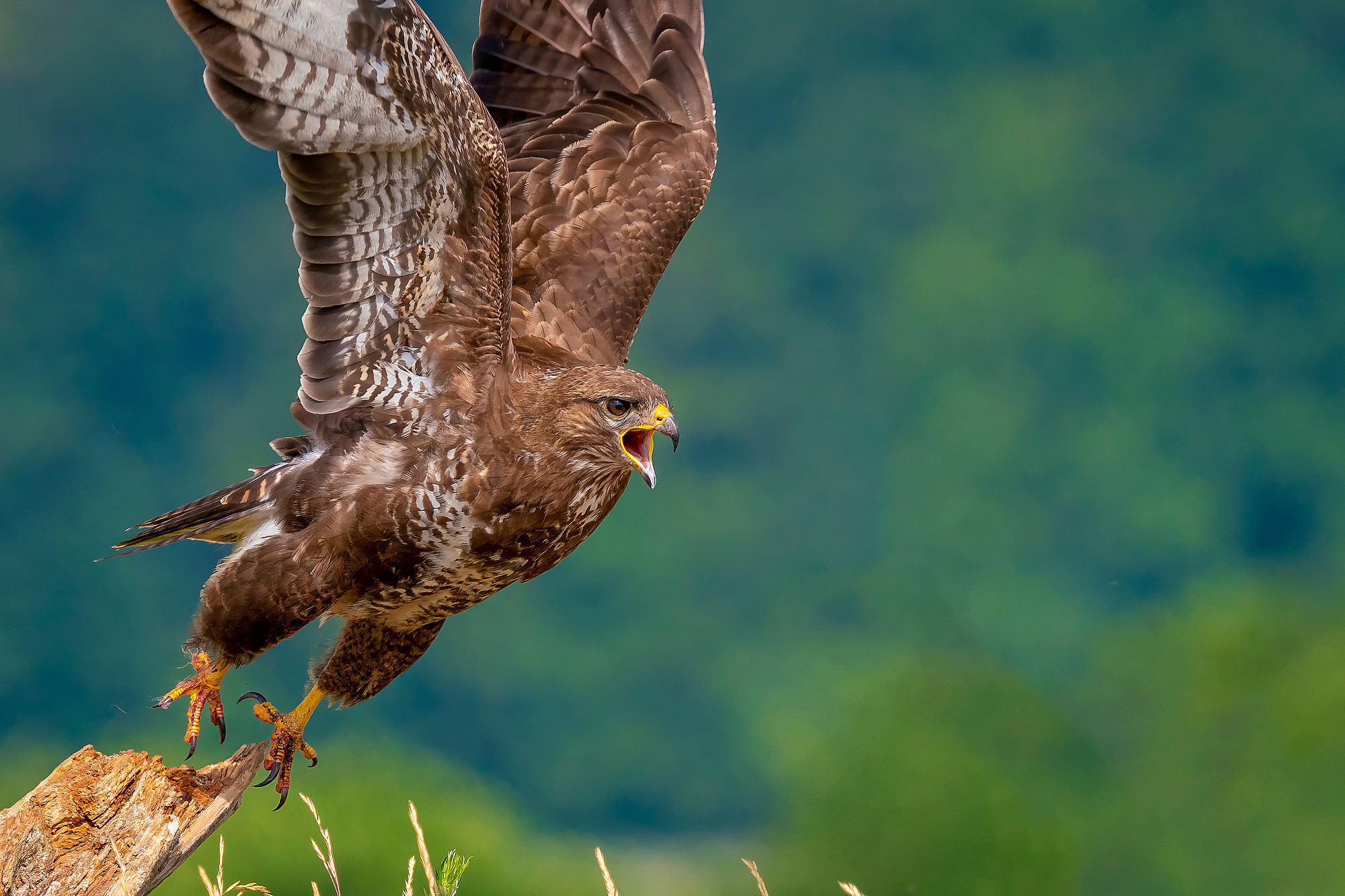 Mäusebussard