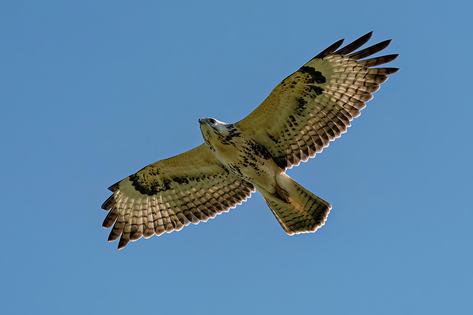 Mäusebussard
