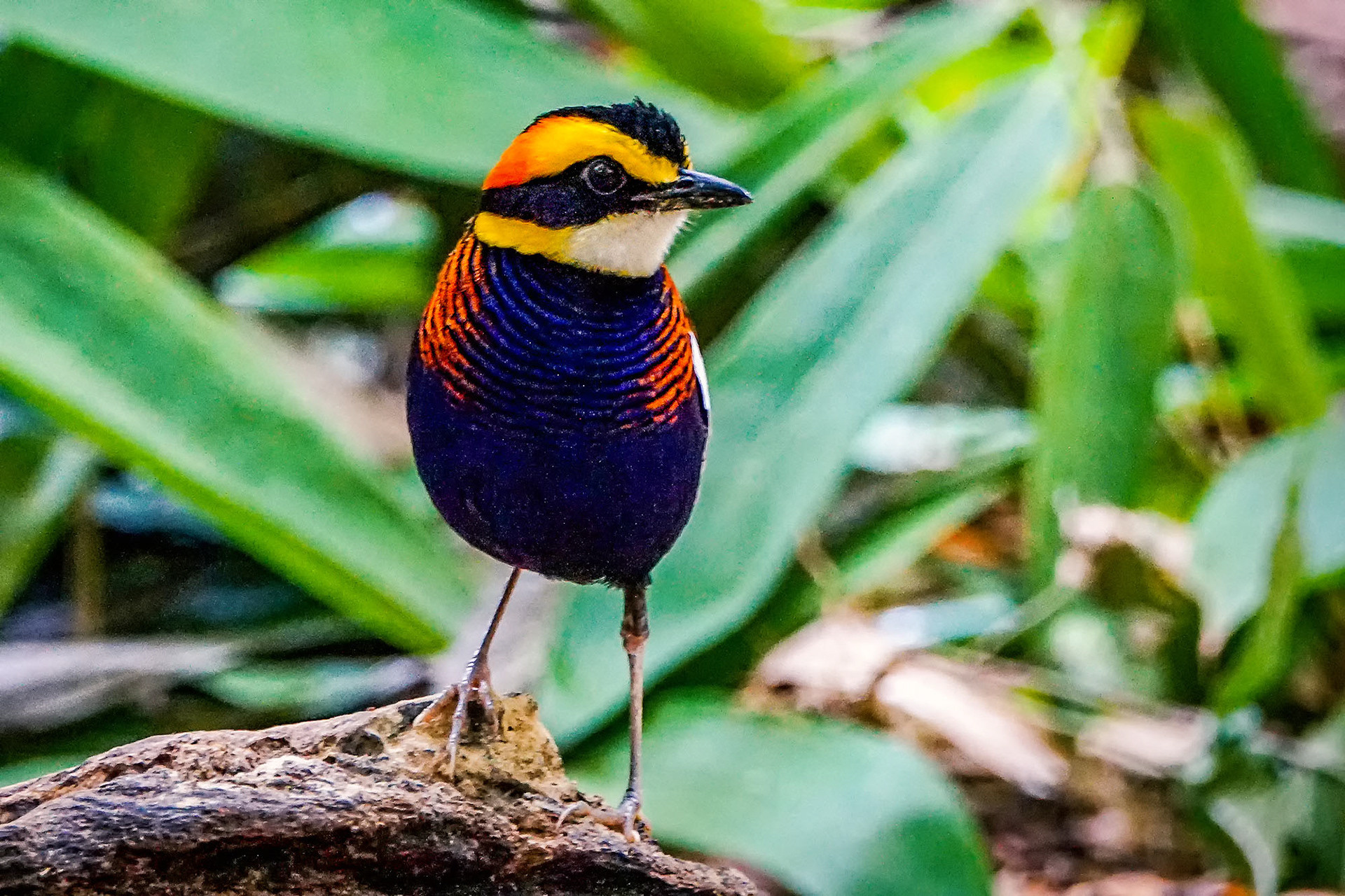 male