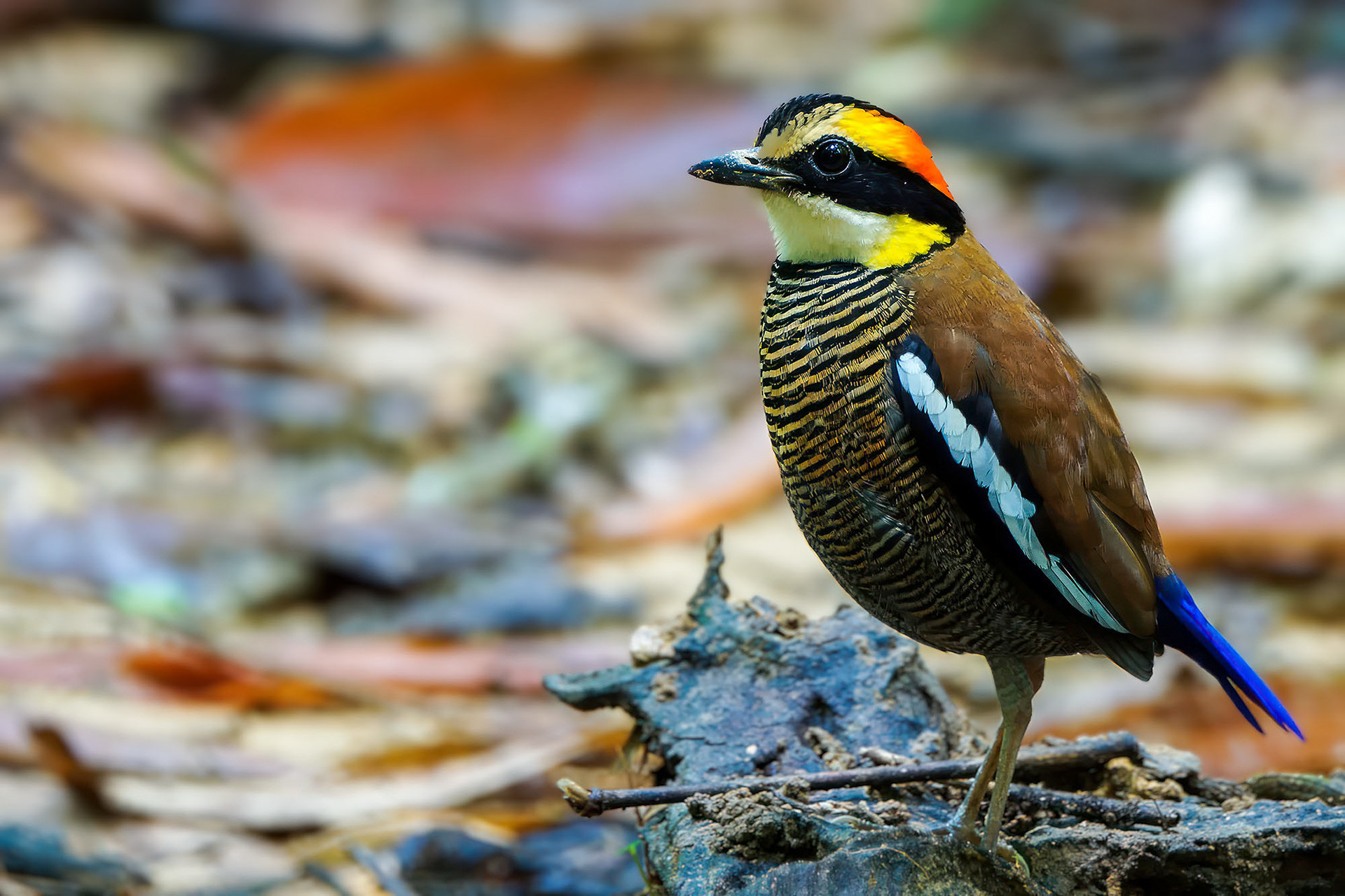 female