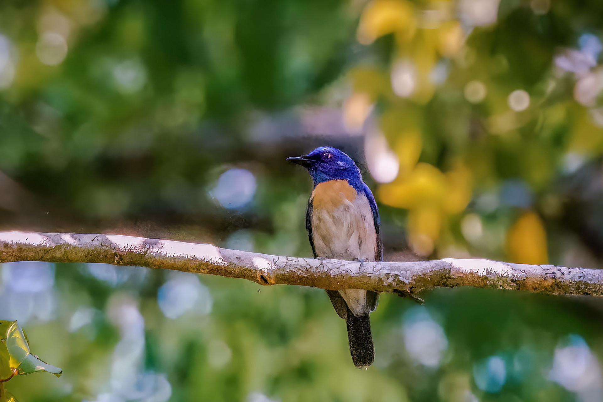 male