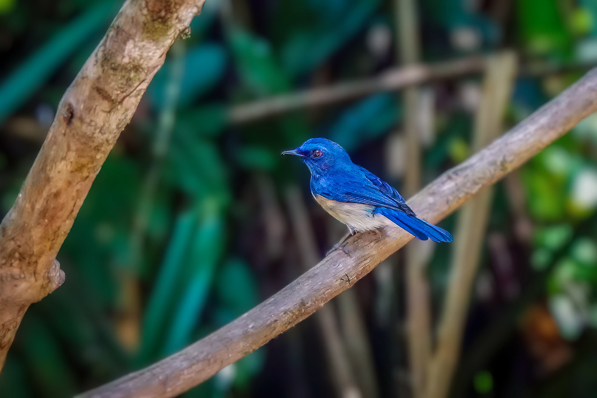male