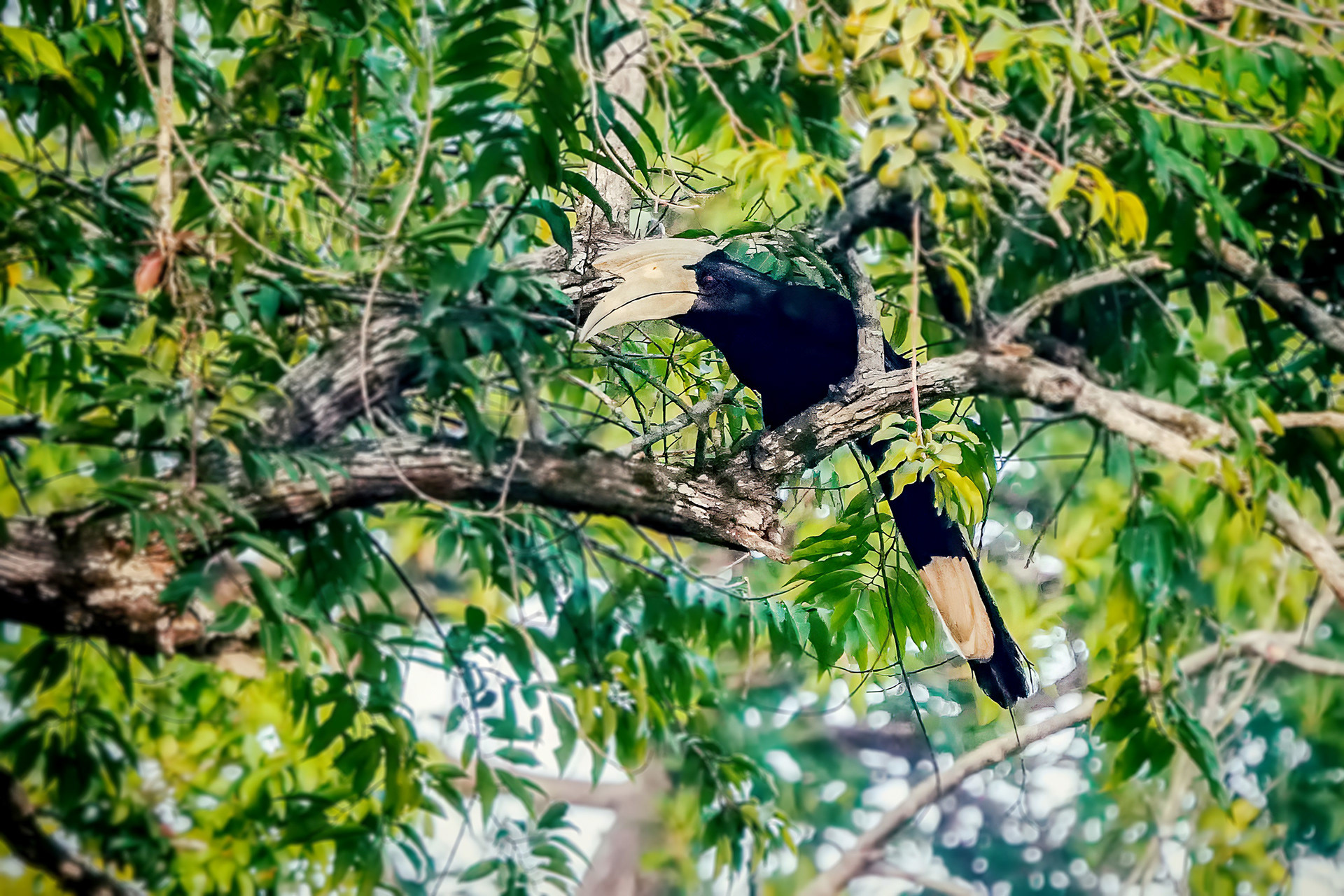 Malaienhornvogel