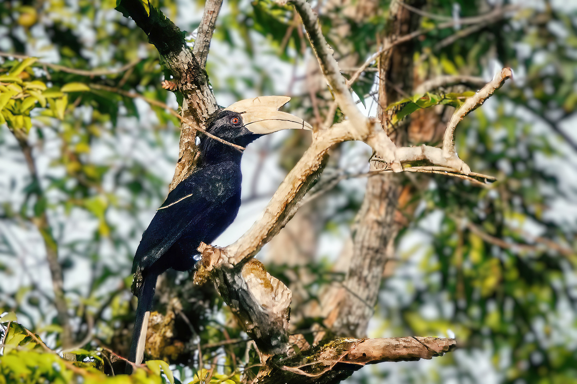 Malaienhornvogel