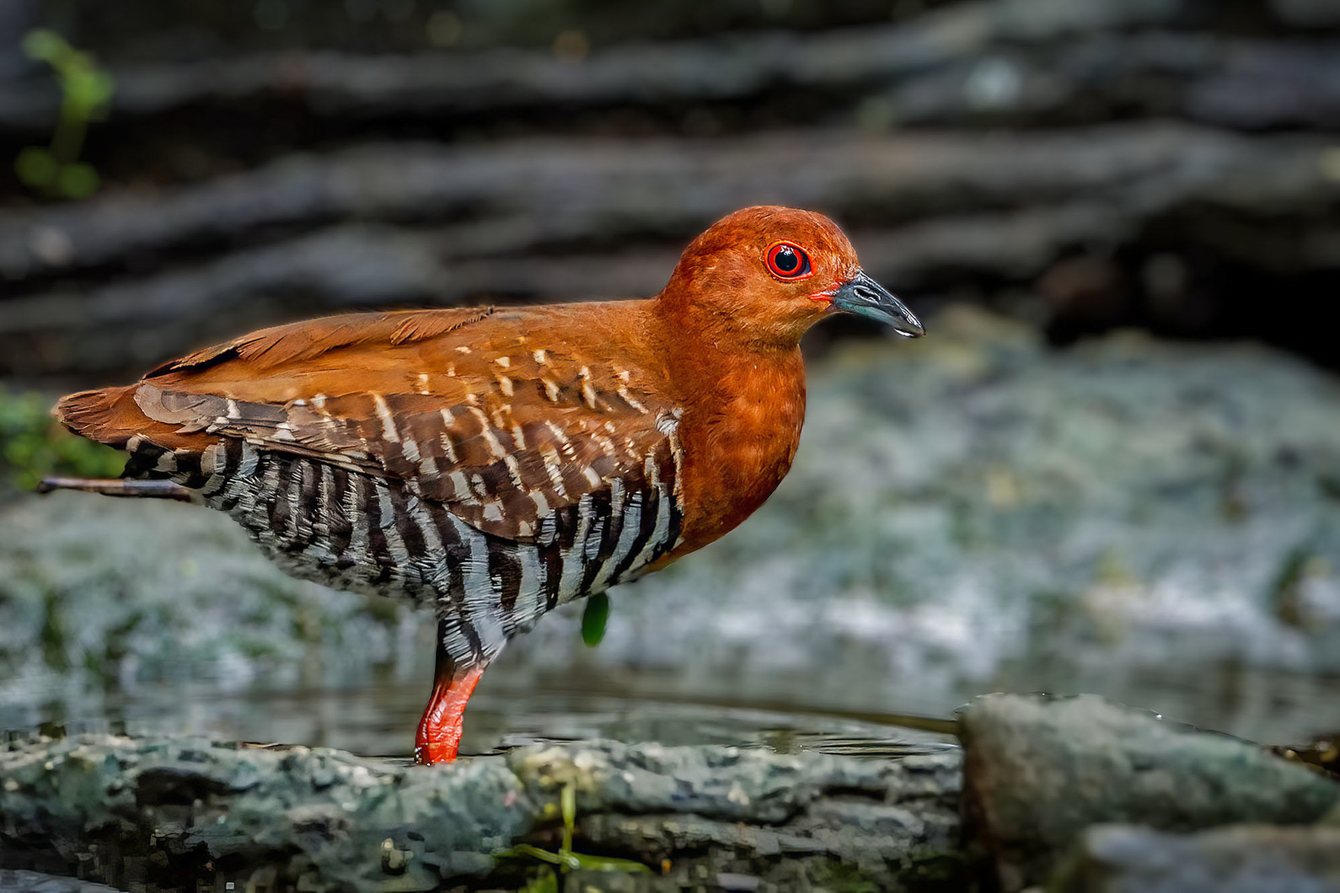 Malaienralle