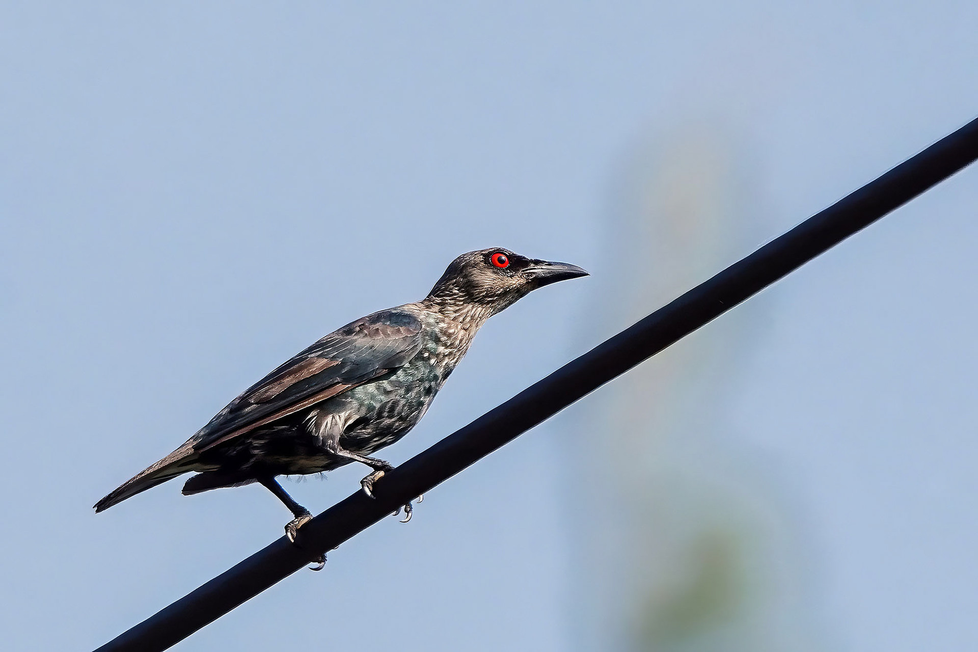 juvenile