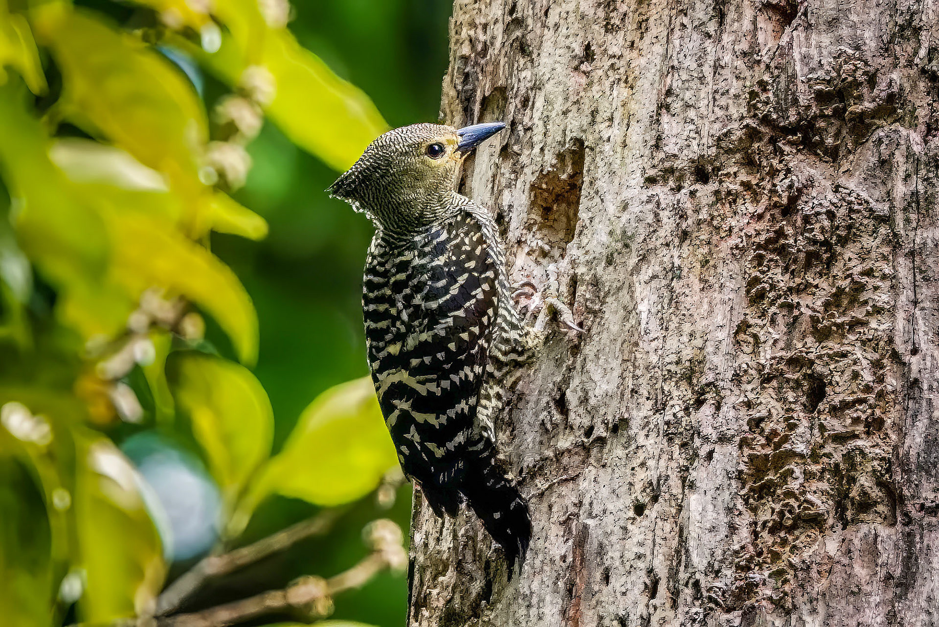 female