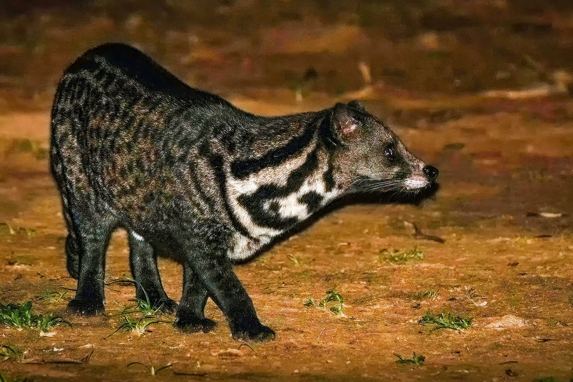 Malaiische Zibetkatze
