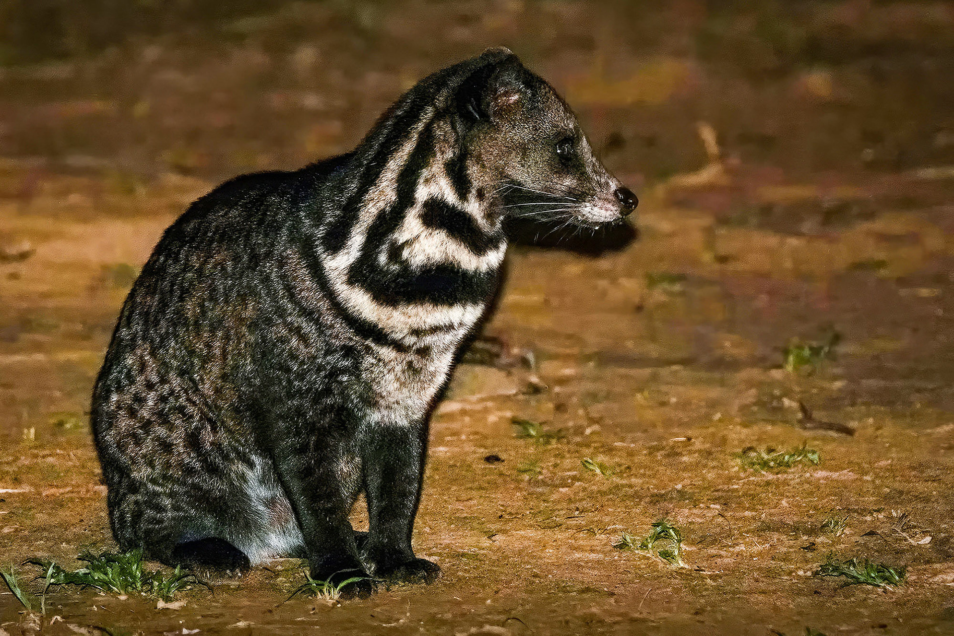 Malaiische Zibetkatze