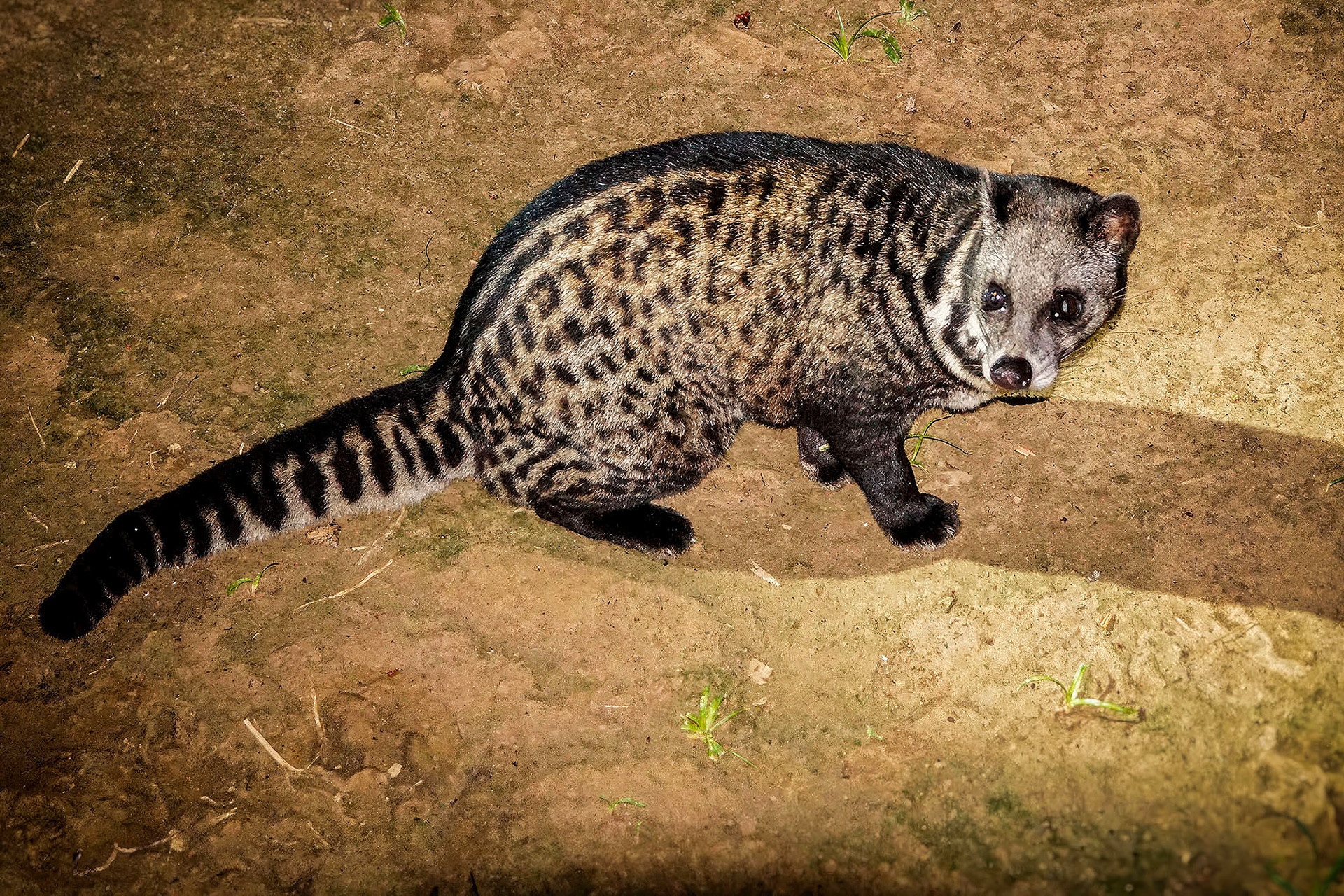 Malaiische Zibetkatze
