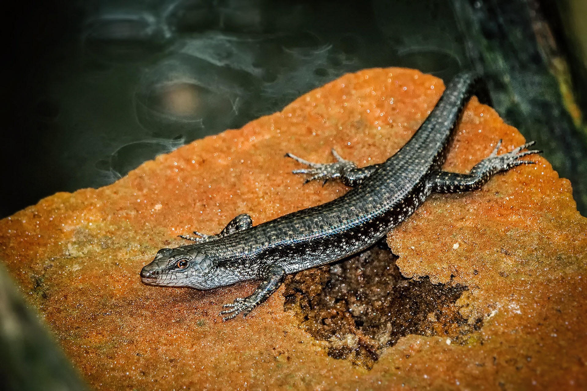 Mangroven-Schlankskink