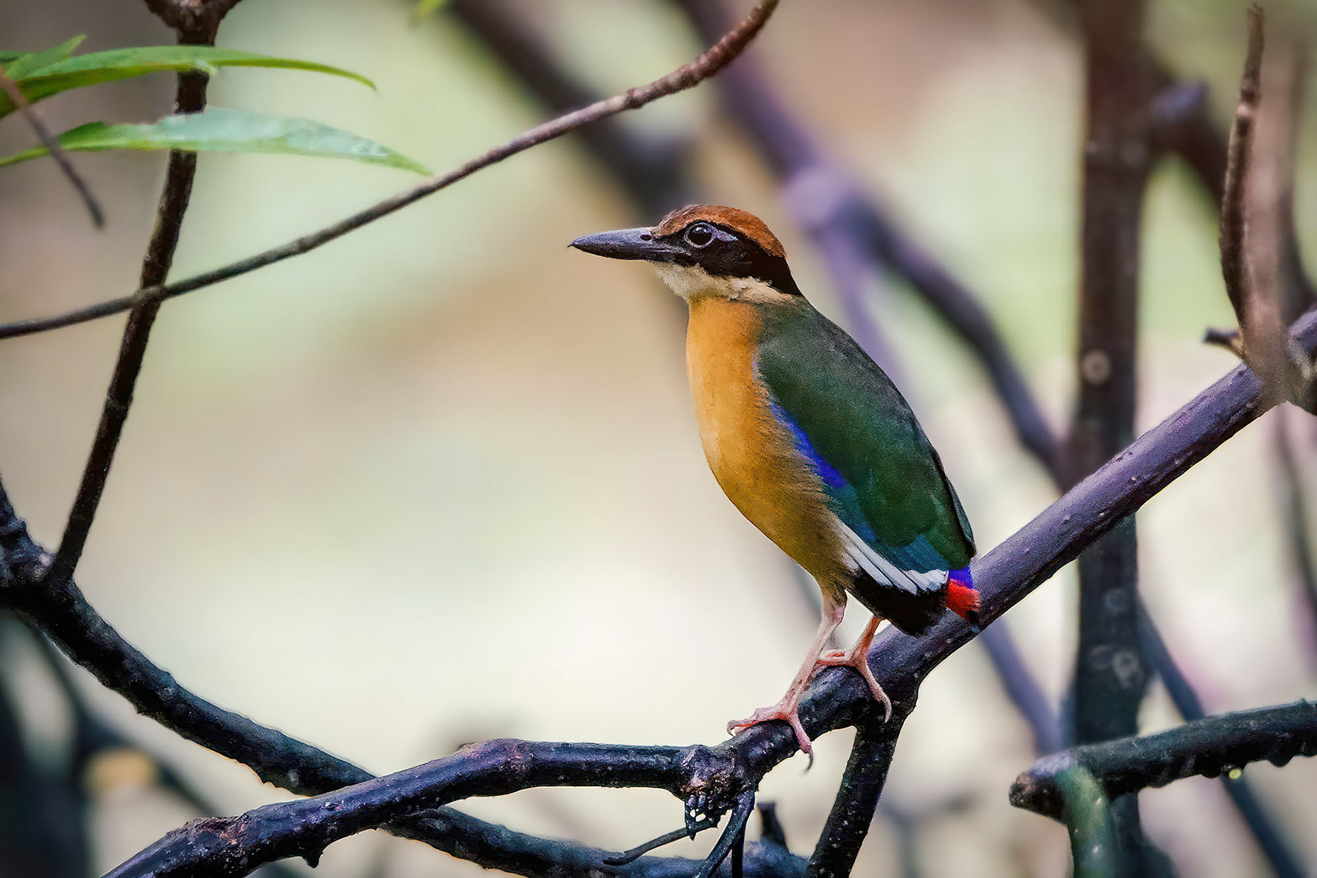 Mangrovepitta