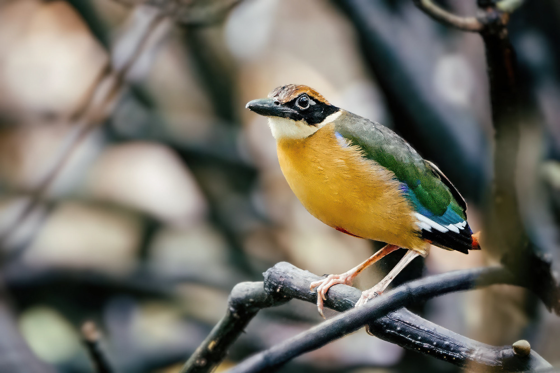 Mangrovepitta