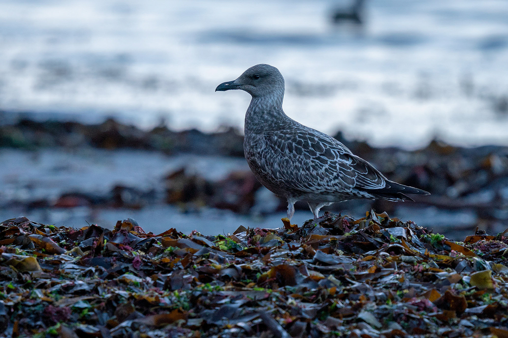 juvenile
